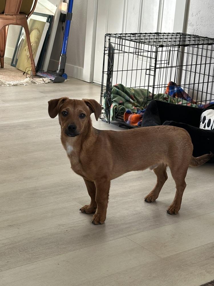 Slinky, a Adoptable mixed breed in Lafayette, CO image 4/6