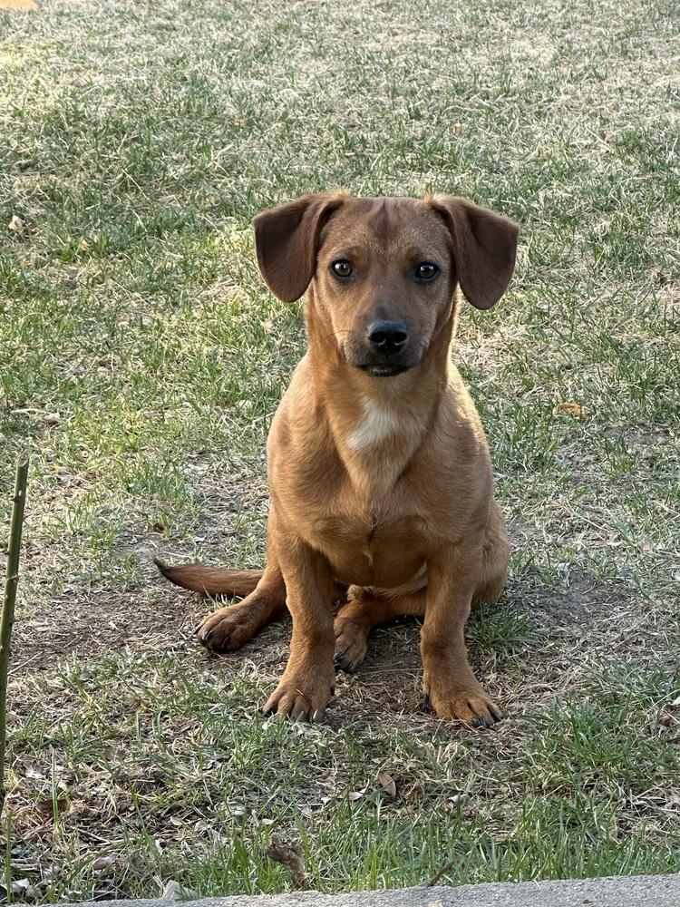 Slinky, a Adoptable mixed breed in Lafayette, CO image 6/6
