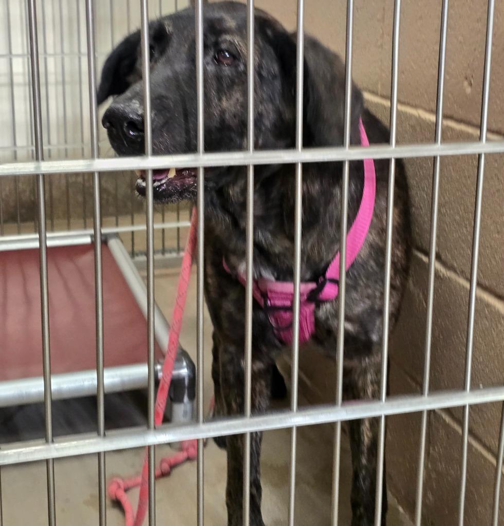 Stray, Adoptable, Adult Female Labrador Retriever.