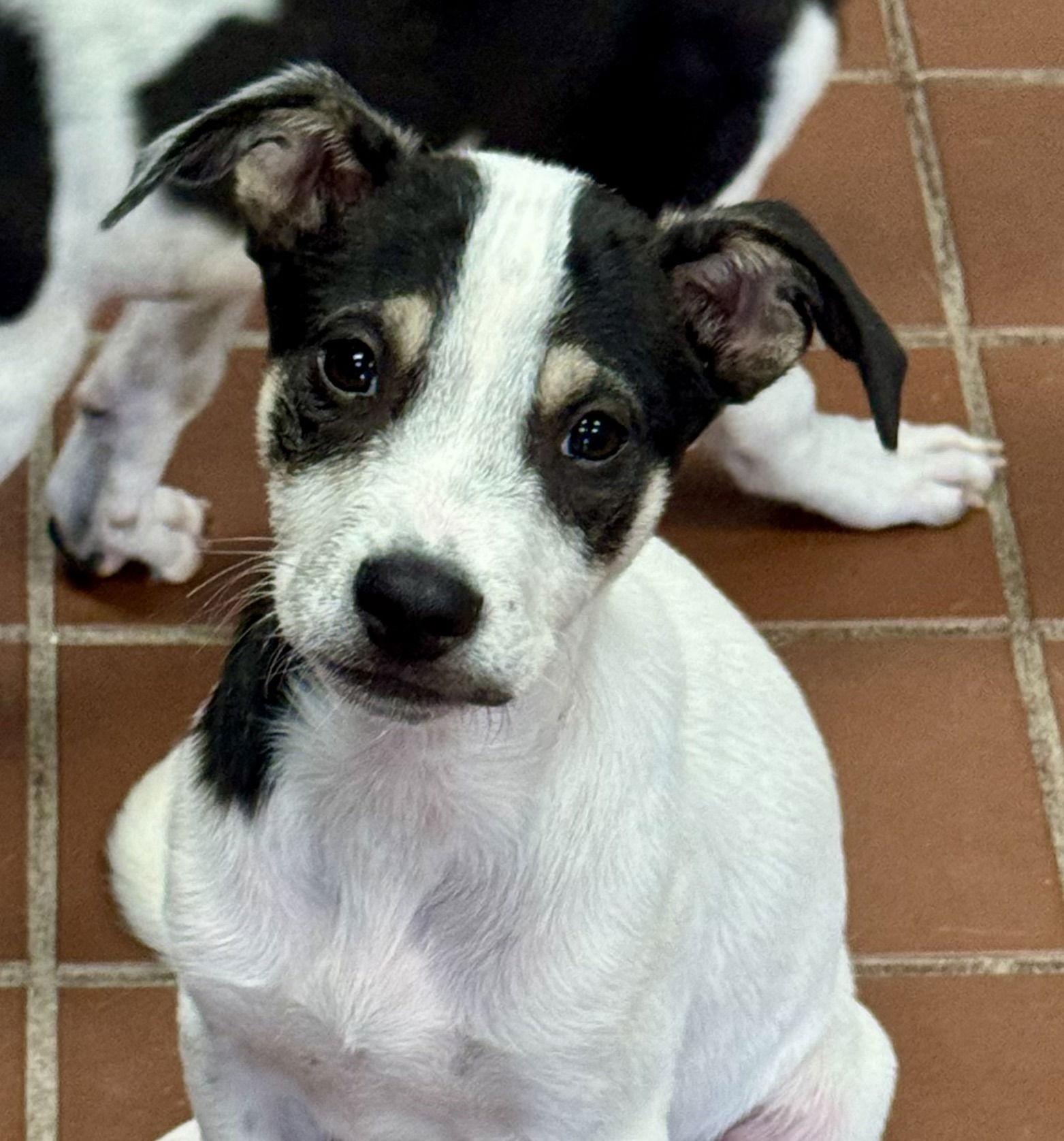 Enlarge Enzo, a Adoptable Labrador Retriever in Lake Hopatcong, NJ image 1/3