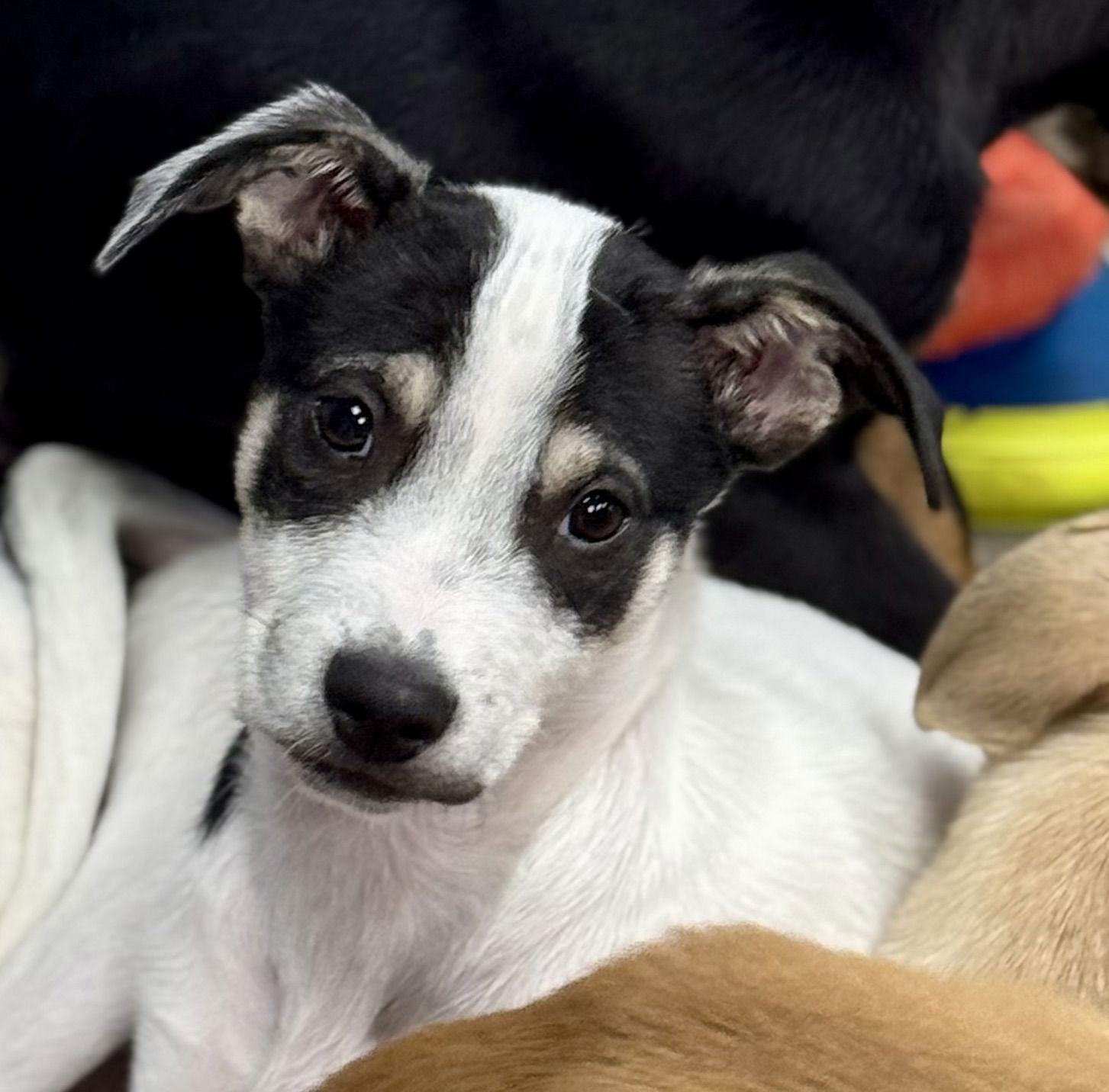 Enlarge Enzo, a Adoptable Labrador Retriever in Lake Hopatcong, NJ image 2/3