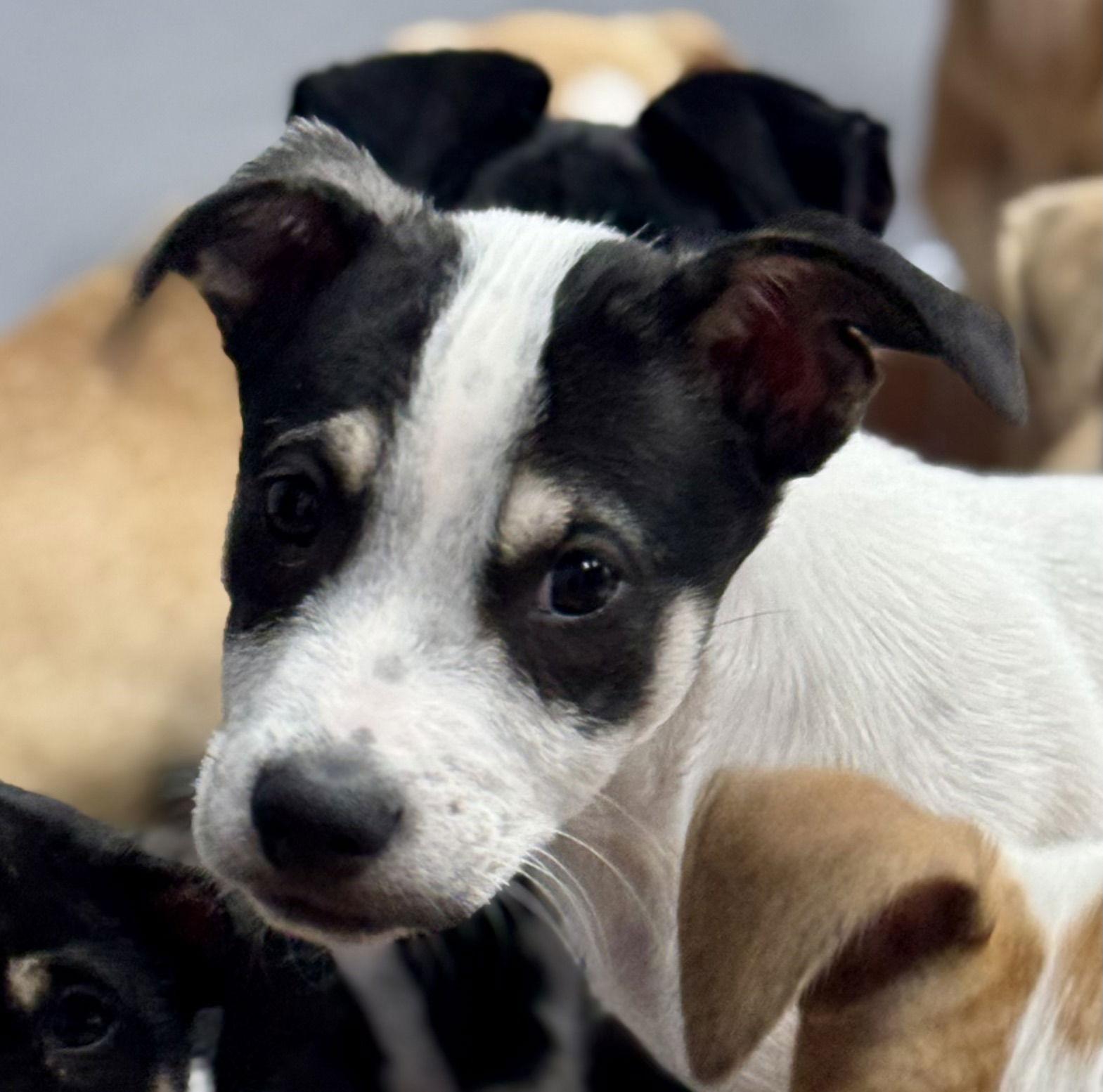 Enlarge Enzo, a Adoptable Labrador Retriever in Lake Hopatcong, NJ image 3/3