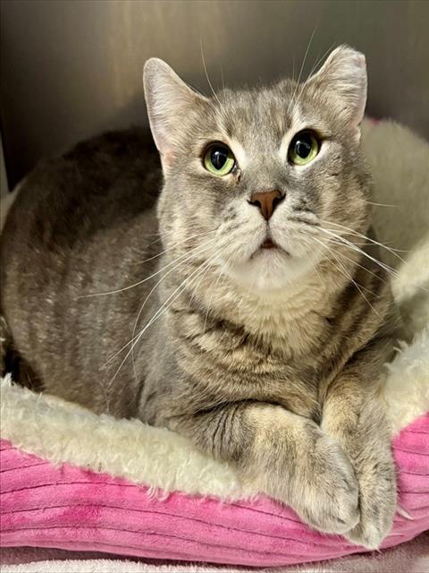 CASEY, Adoptable, Adult Female Domestic Short Hair.