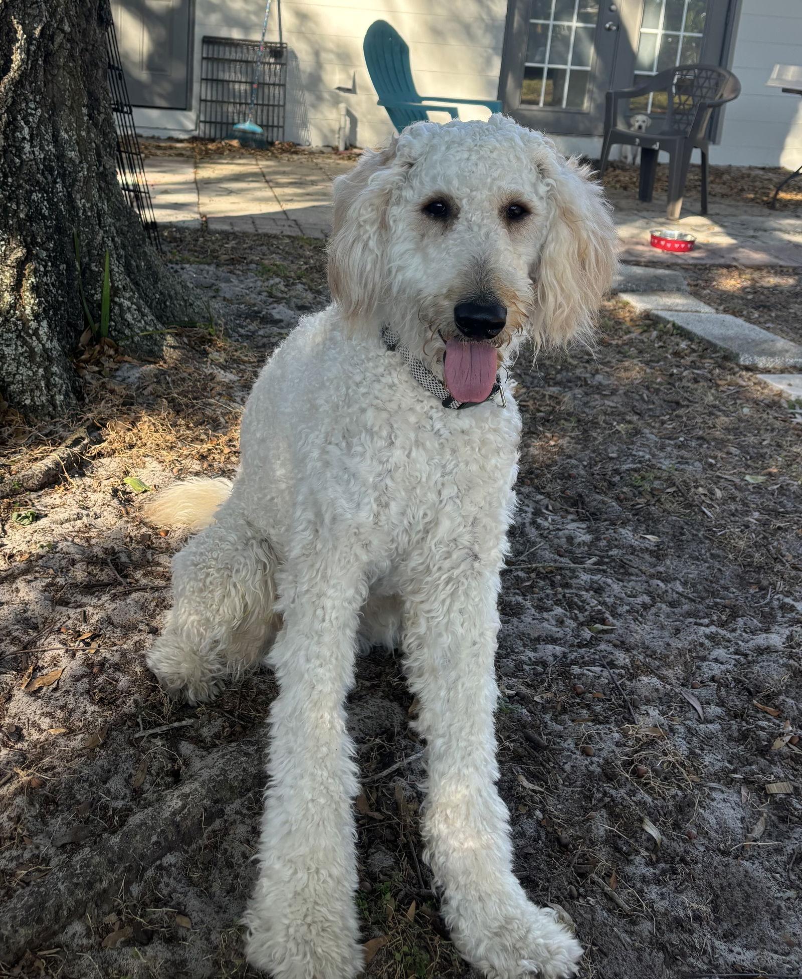 Marvin, Adoptable, Young Male Standard Poodle & Golden Retriever.