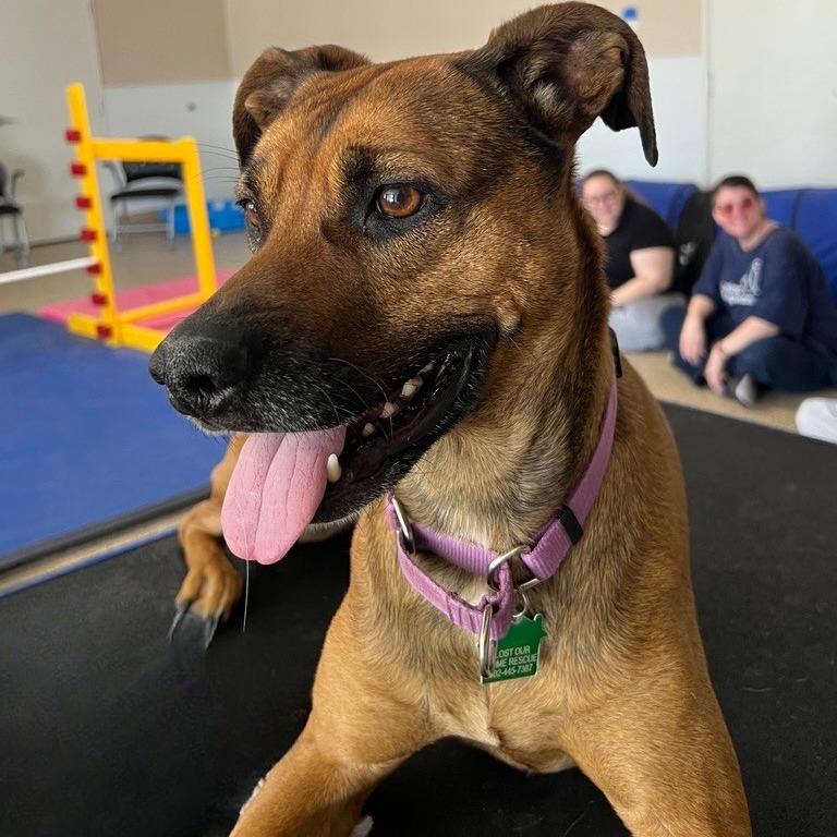 Ostara, a Adoptable German Shepherd Dog in Tempe, AZ image 1/6