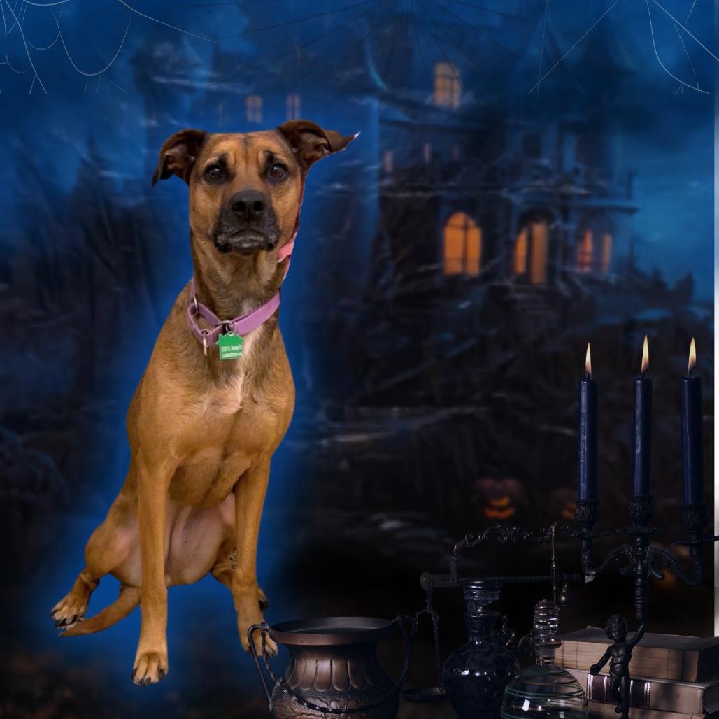 Enlarge Ostara, a Adoptable mixed breed in Tempe, AZ image 3/6