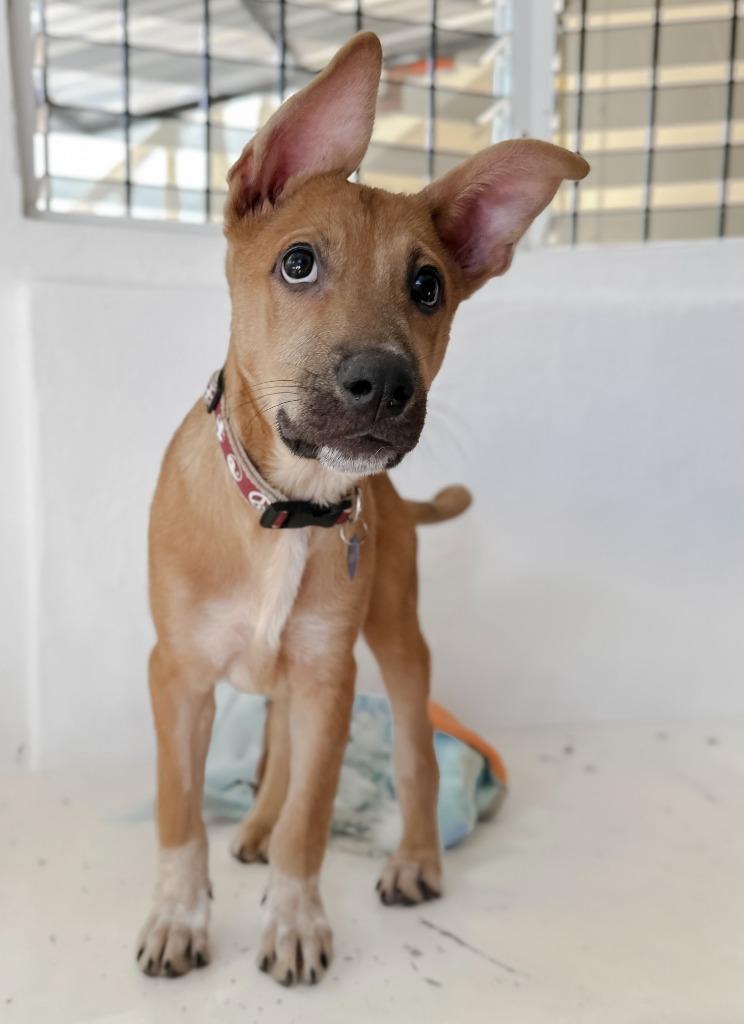 Alee — thumbnail 3