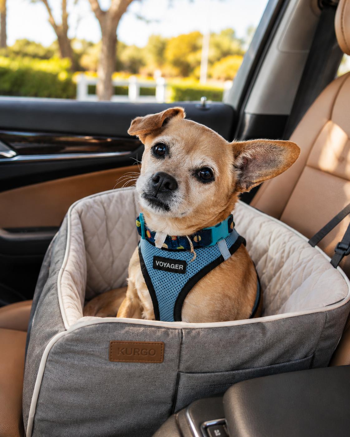 Butters, a ADOPTABLE mixed breed in Murrieta, CA image 2/3