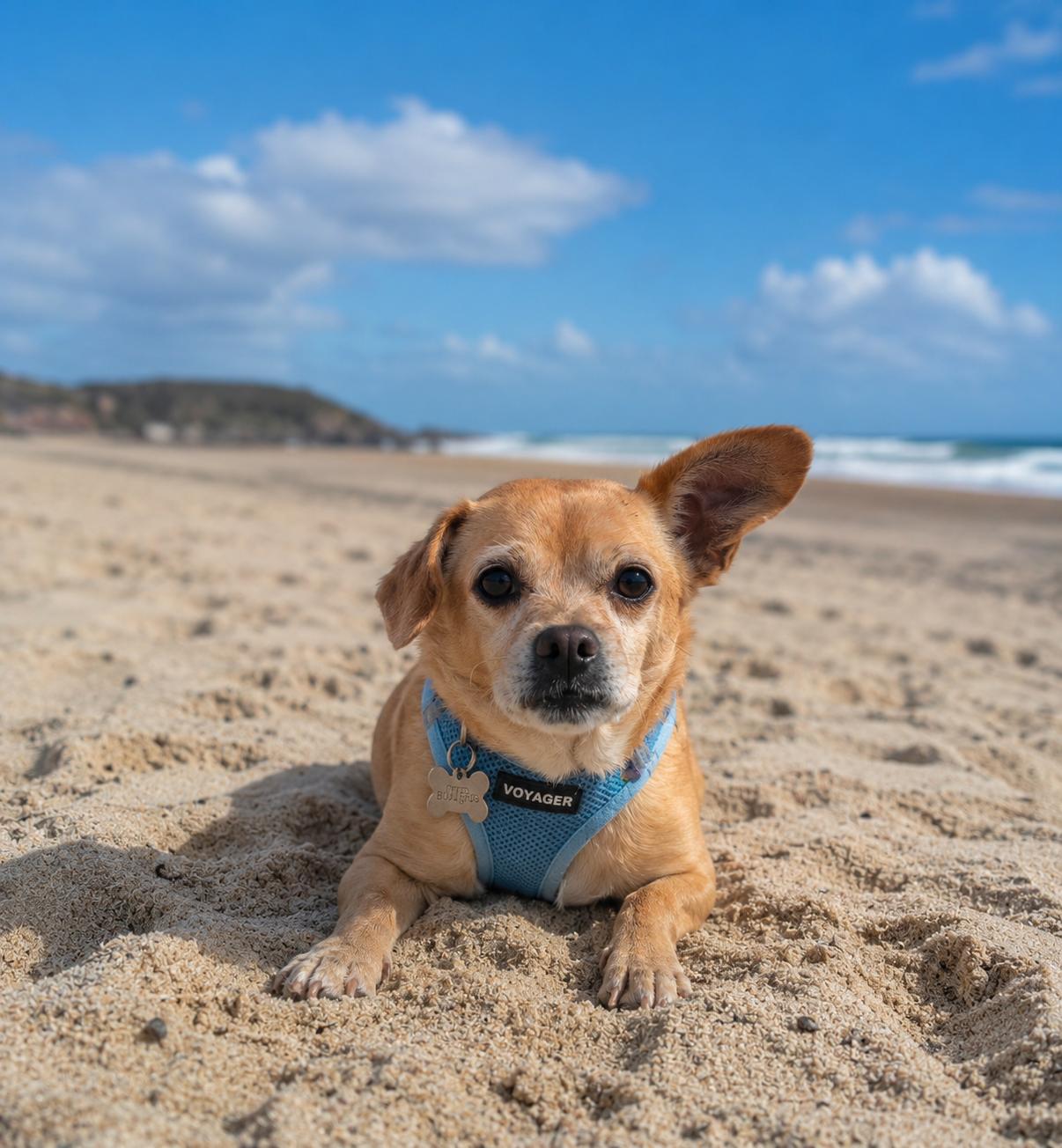 Butters, a ADOPTABLE mixed breed in Murrieta, CA image 1/3