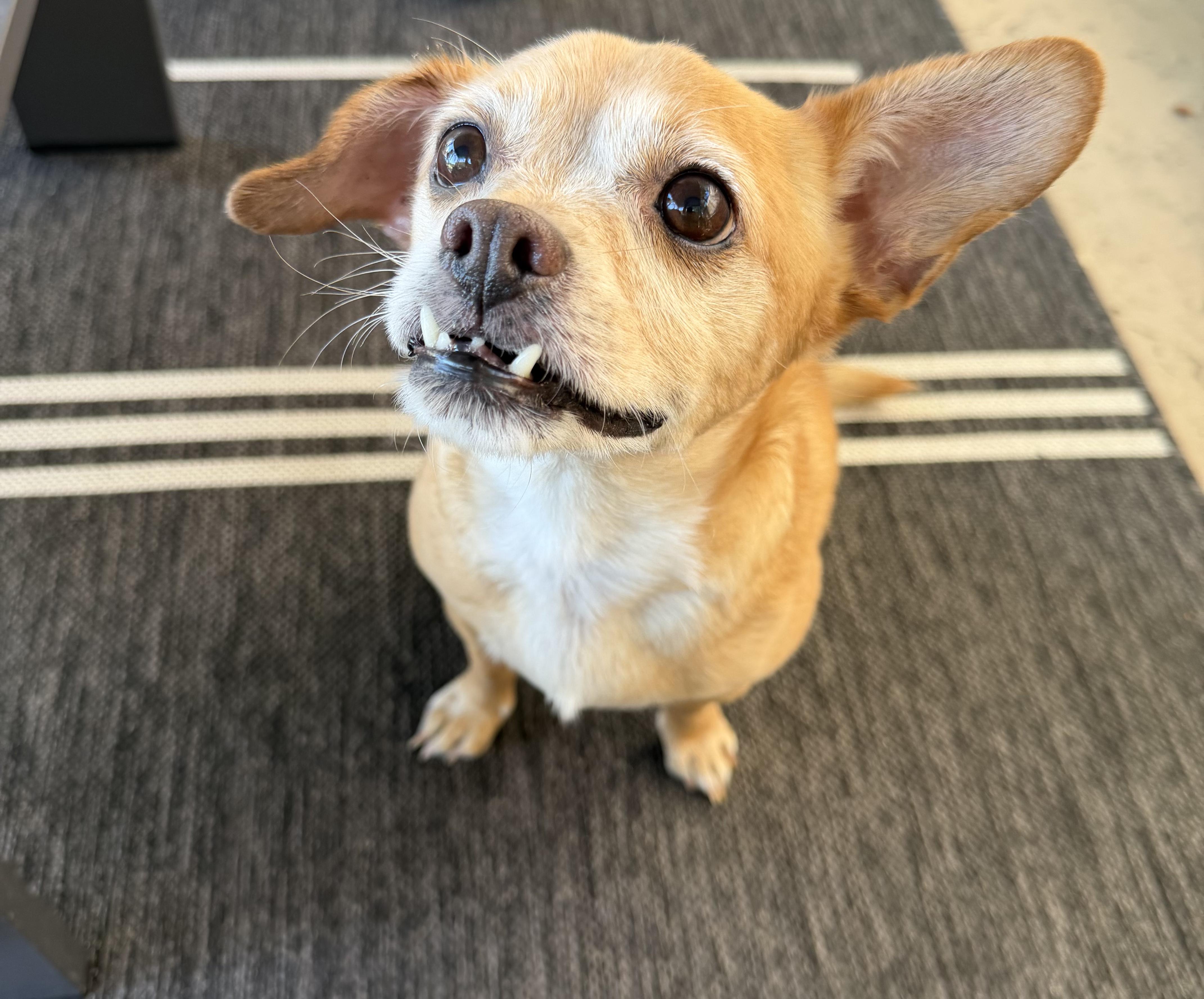 Butters, an adopted mixed breed in Murrieta, CA image 4/5