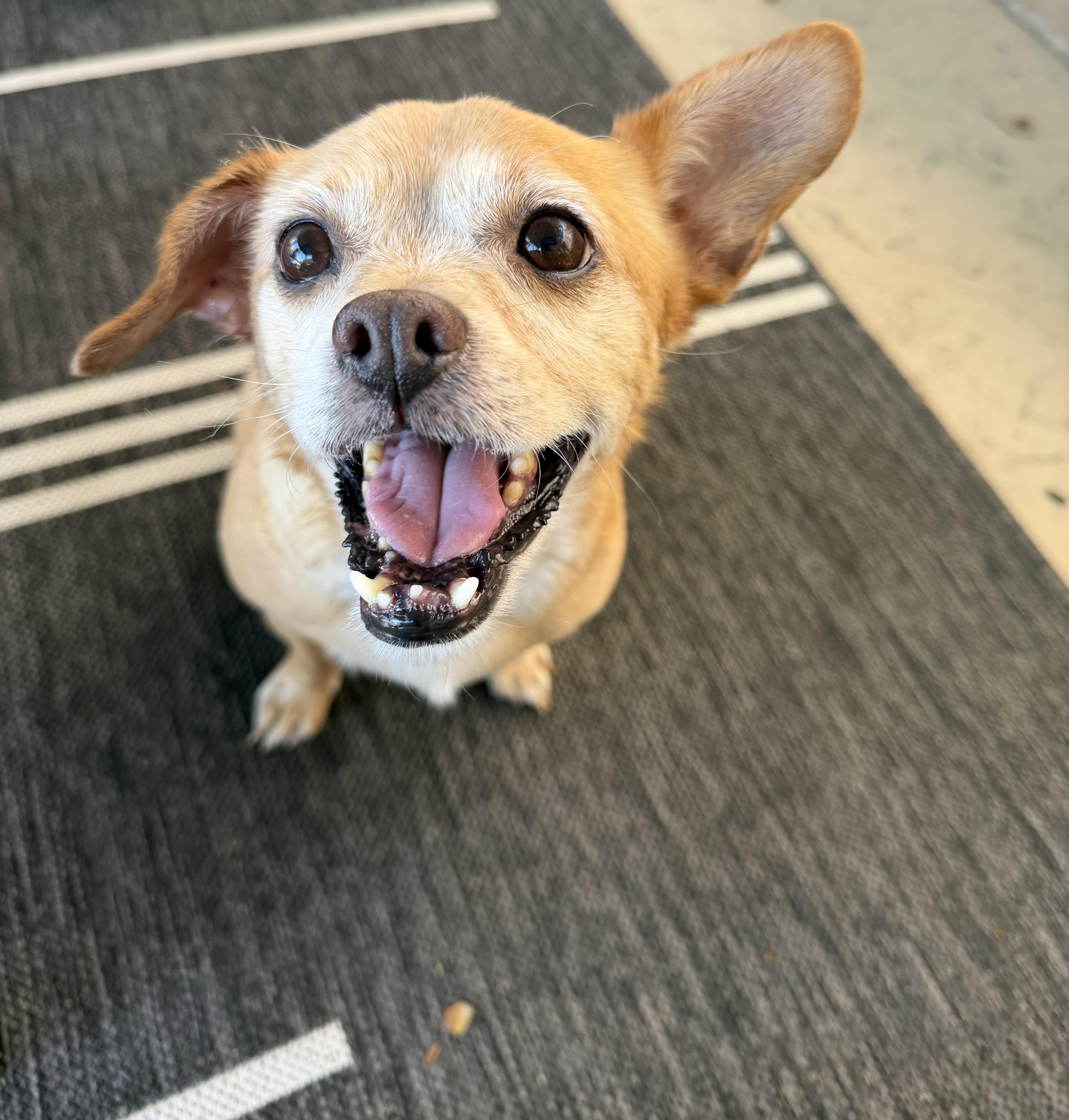 Butters, an adopted mixed breed in Murrieta, CA image 5/5