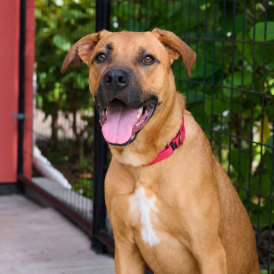 King, Adoptable, Young Male Retriever.