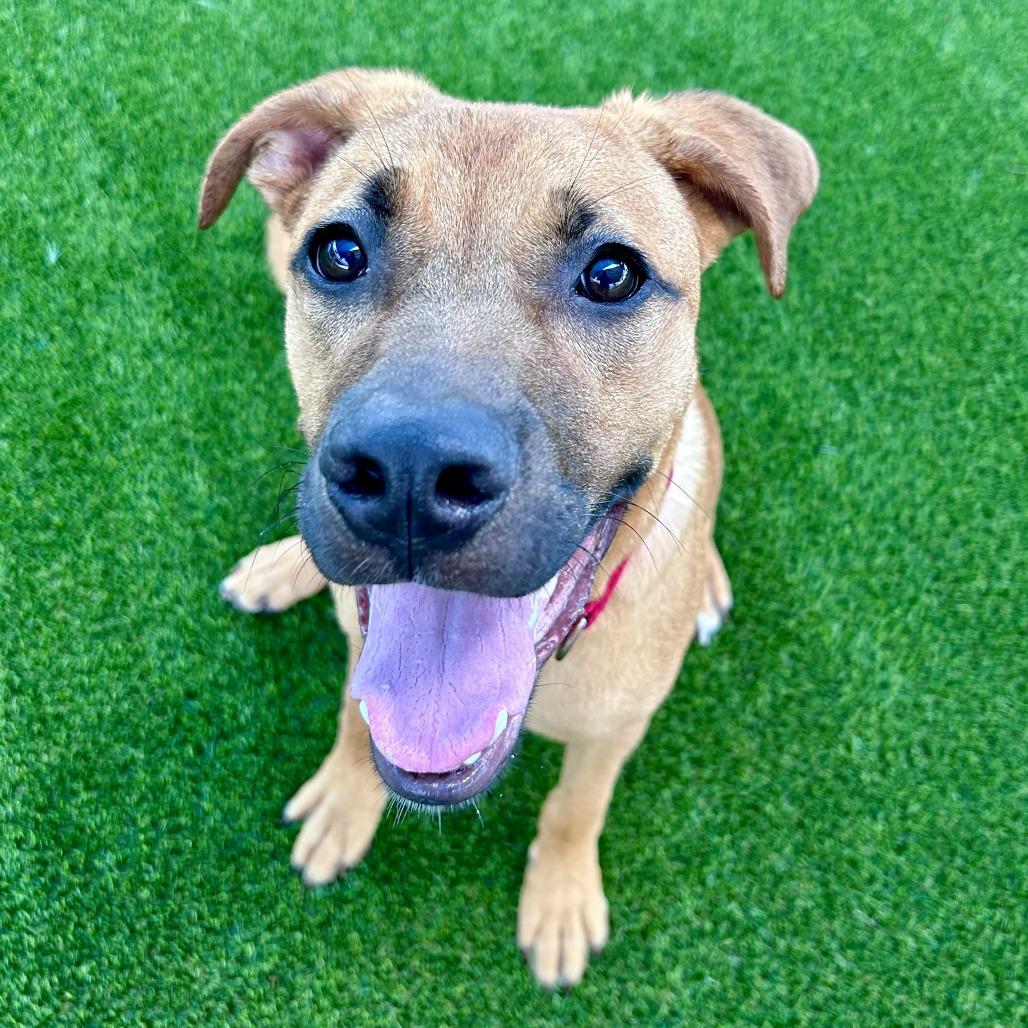 Enlarge King, a Adoptable Retriever in Bradenton, FL image 2/4