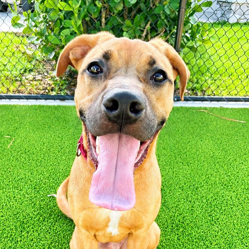 Enlarge King, a Adoptable Retriever in Bradenton, FL image 3/4