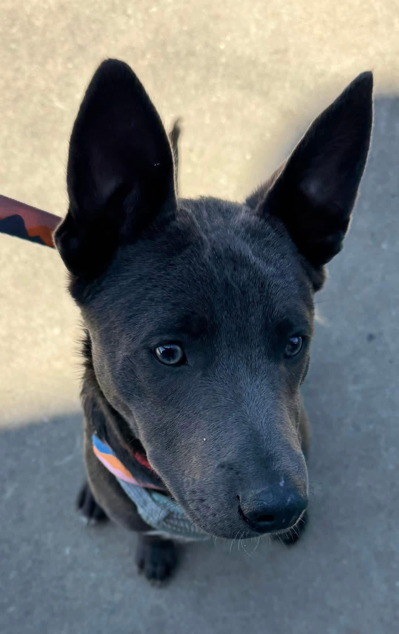 Enlarge Knox, an adopted Mixed Breed in Foley, AL image 2/3