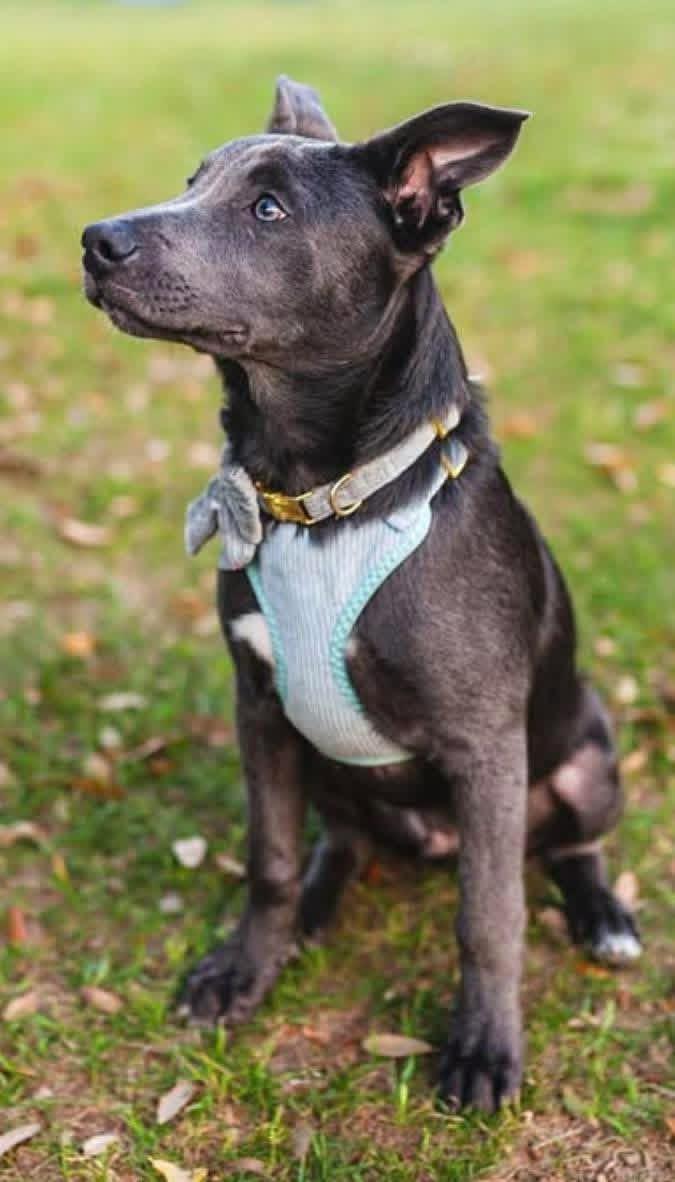 Enlarge Knox, an adopted Mixed Breed in Foley, AL image 3/3