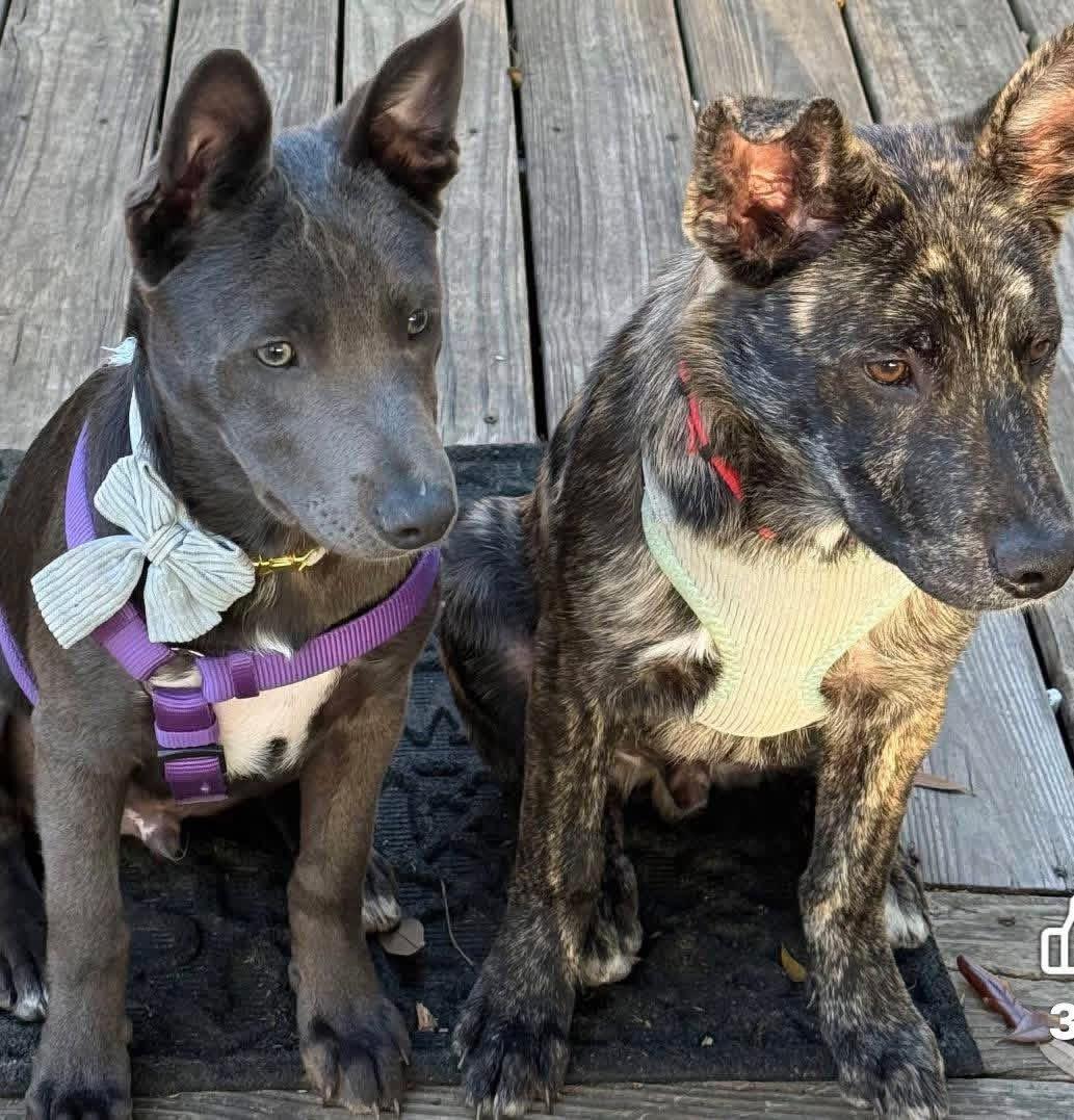 Enlarge Knox, an adopted Mixed Breed in Foley, AL image 1/3