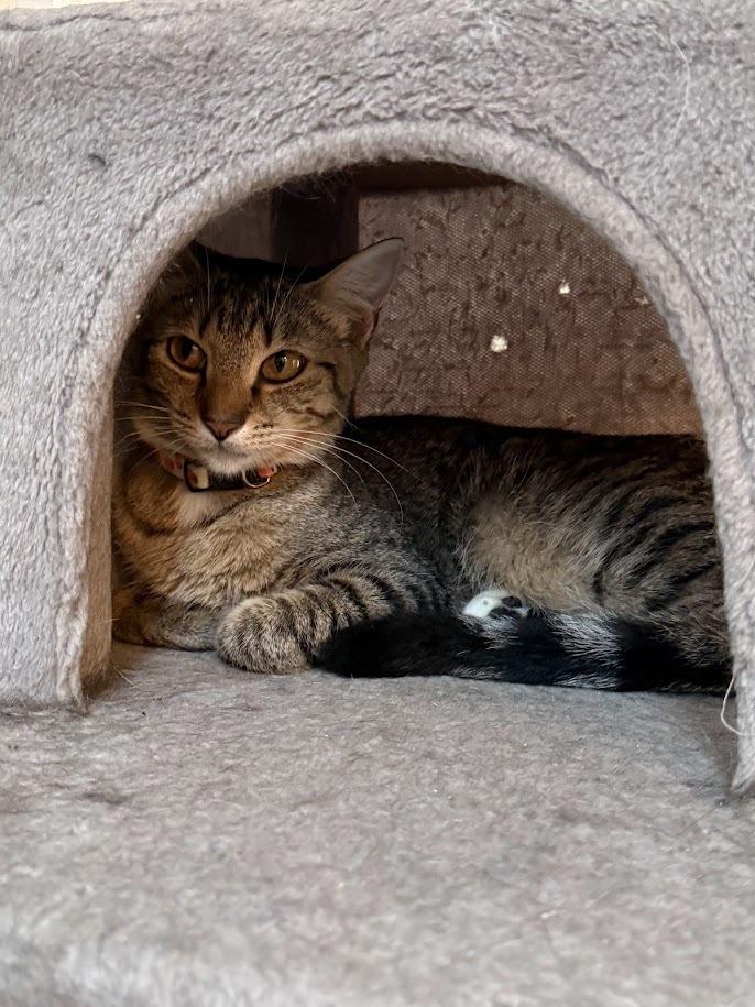 Enlarge Dory, a Adoptable mixed breed in Deland, FL image 1/1