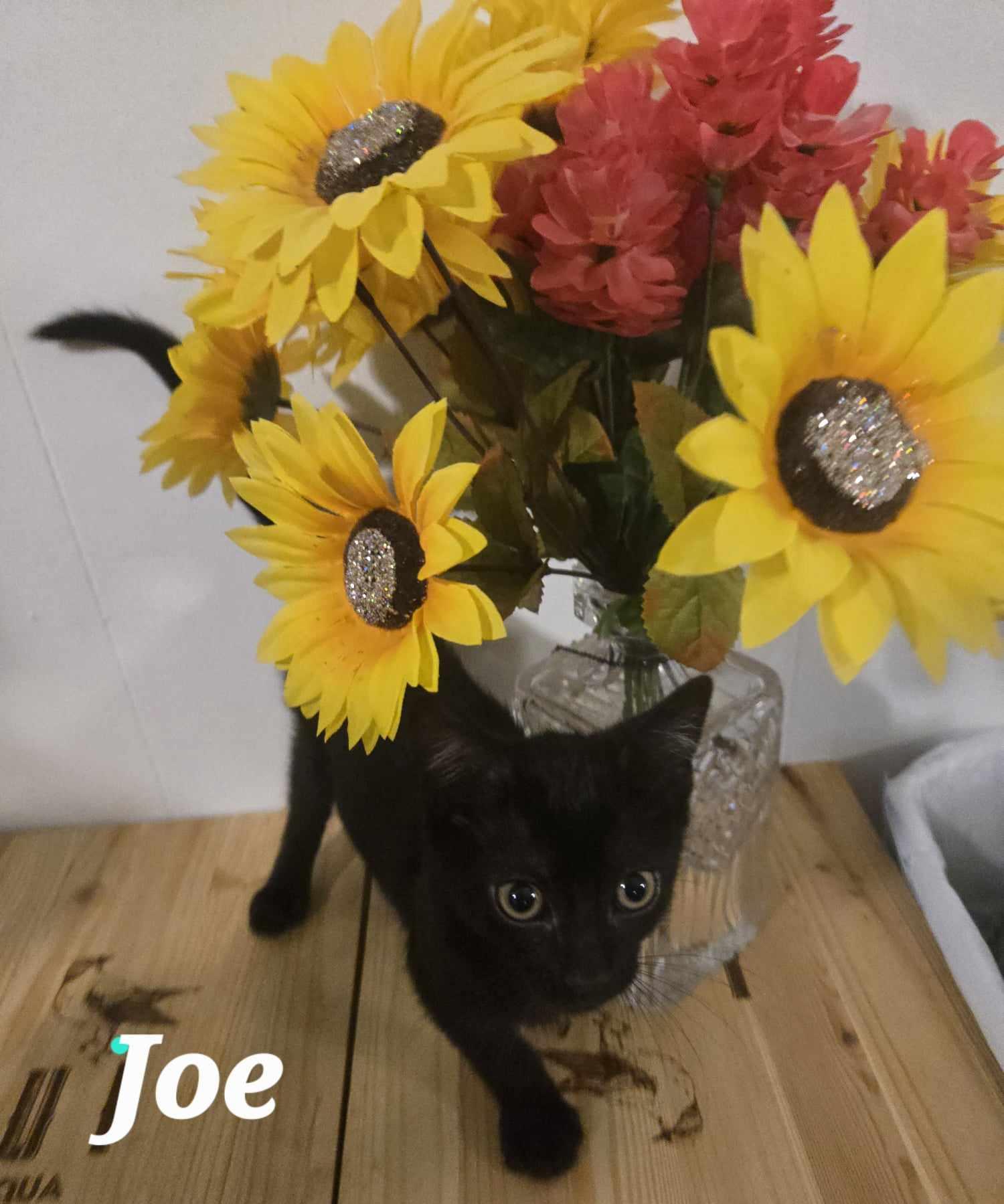 Joe