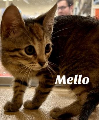 Enlarge Mello, a Adoptable Domestic Short Hair in Owasso, OK image 3/3