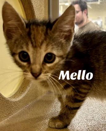 Enlarge Mello, a Adoptable Domestic Short Hair in Owasso, OK image 2/3