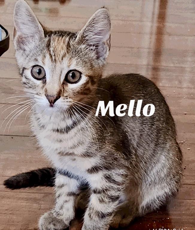 Mello, Adoptable, Kitten Female Domestic Short Hair.