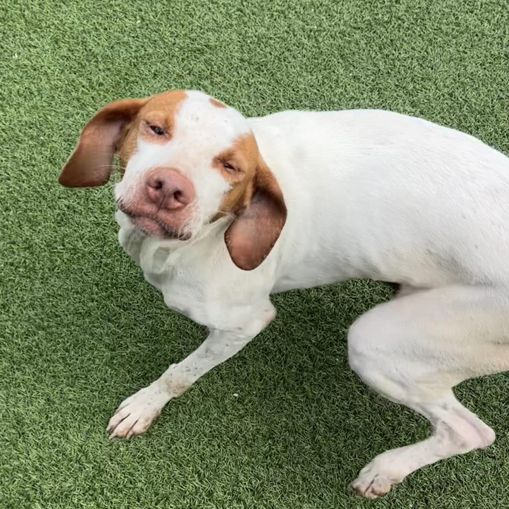Enlarge Stub 6333, a Adoptable English Pointer in LOXAHATCHEE, FL image 1/1