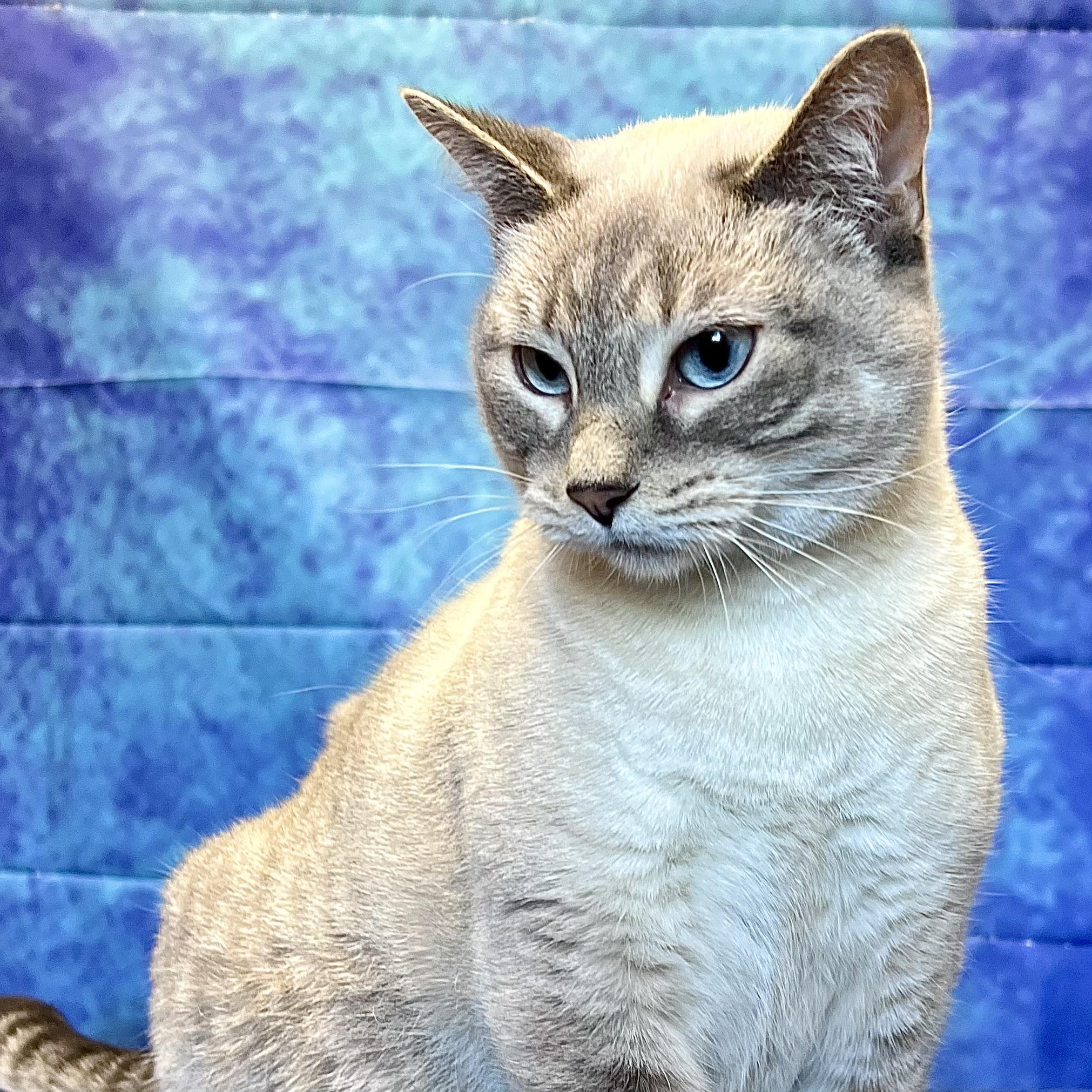 Sarah, a Adoptable mixed breed in Fairmont, MN image 1/6