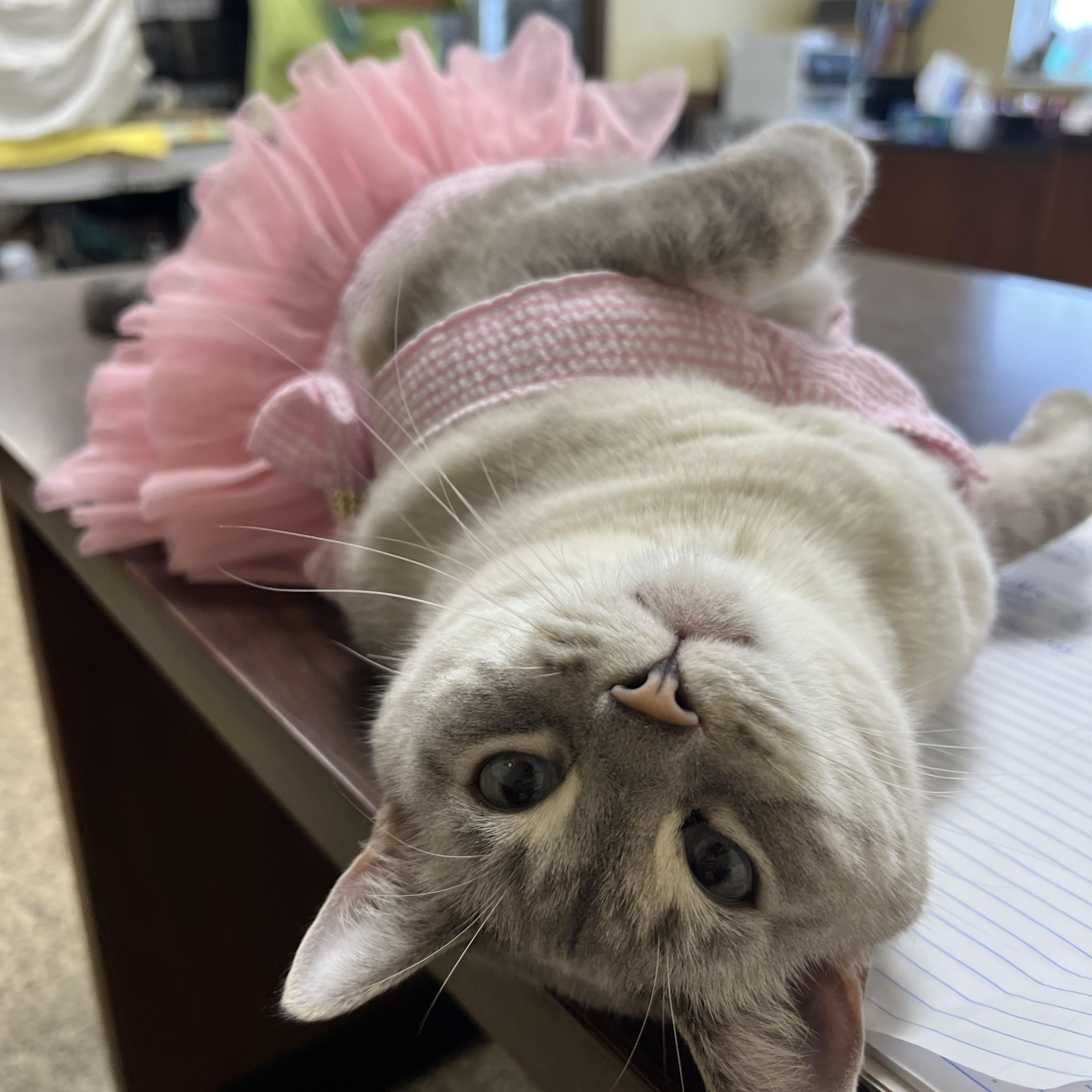 Enlarge Sarah, a Adoptable mixed breed in Fairmont, MN image 2/6