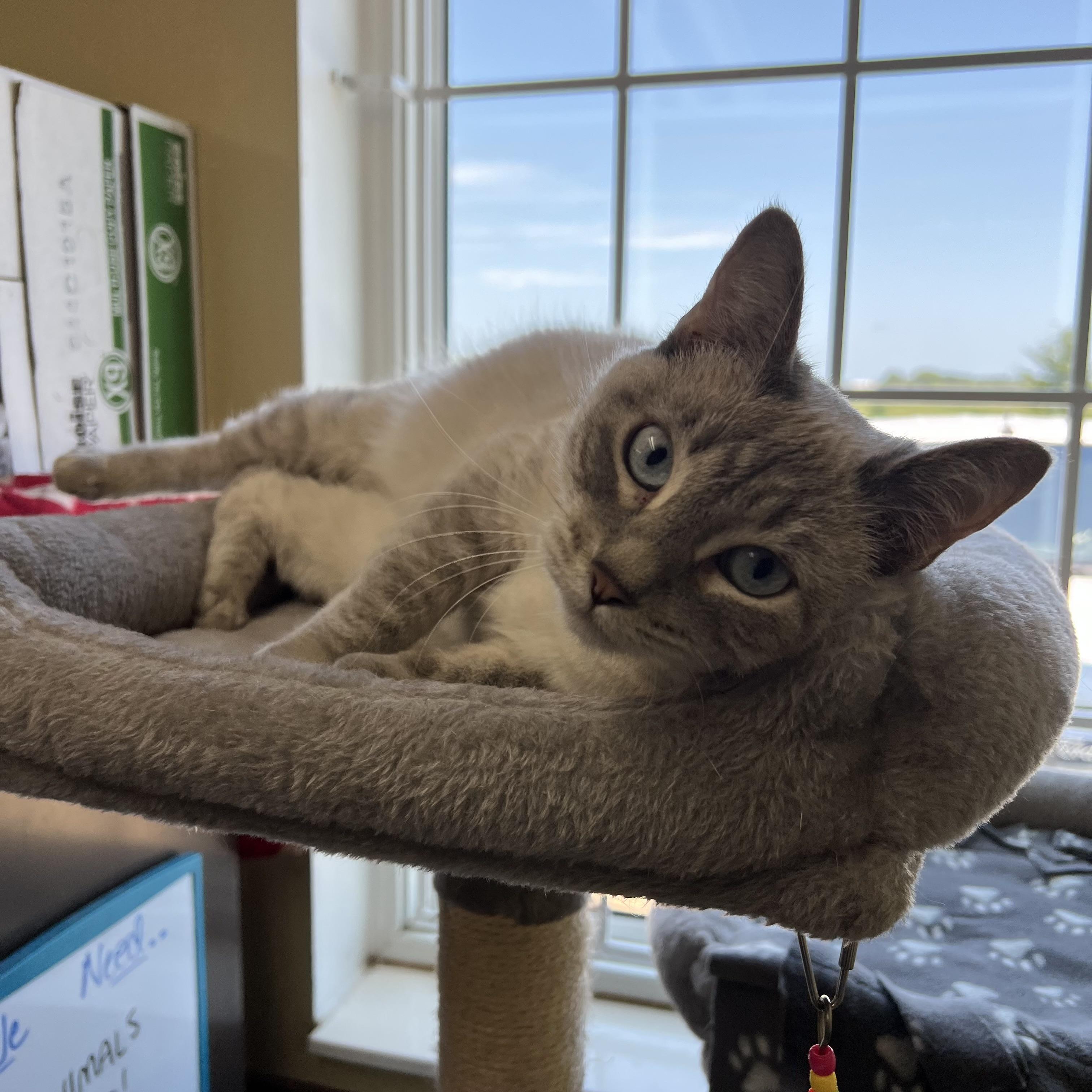 Sarah, a Adoptable mixed breed in Fairmont, MN image 6/6