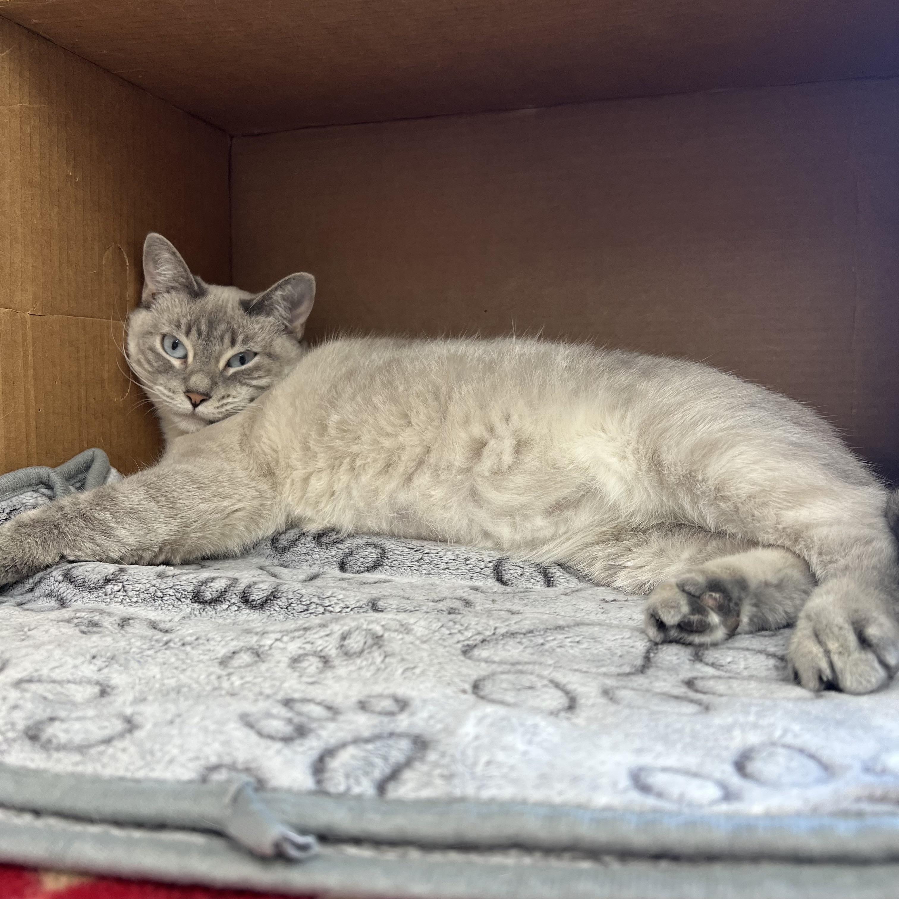 Sarah, a Adoptable mixed breed in Fairmont, MN image 3/6