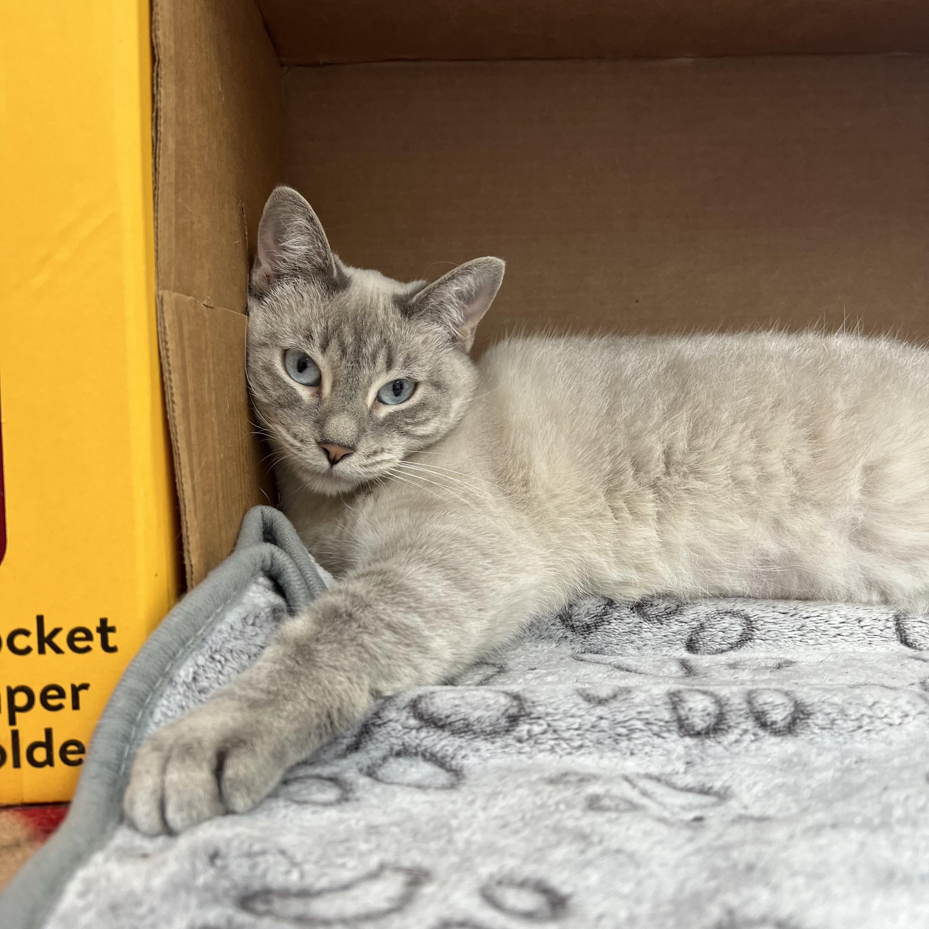 Sarah, a Adoptable mixed breed in Fairmont, MN image 4/6