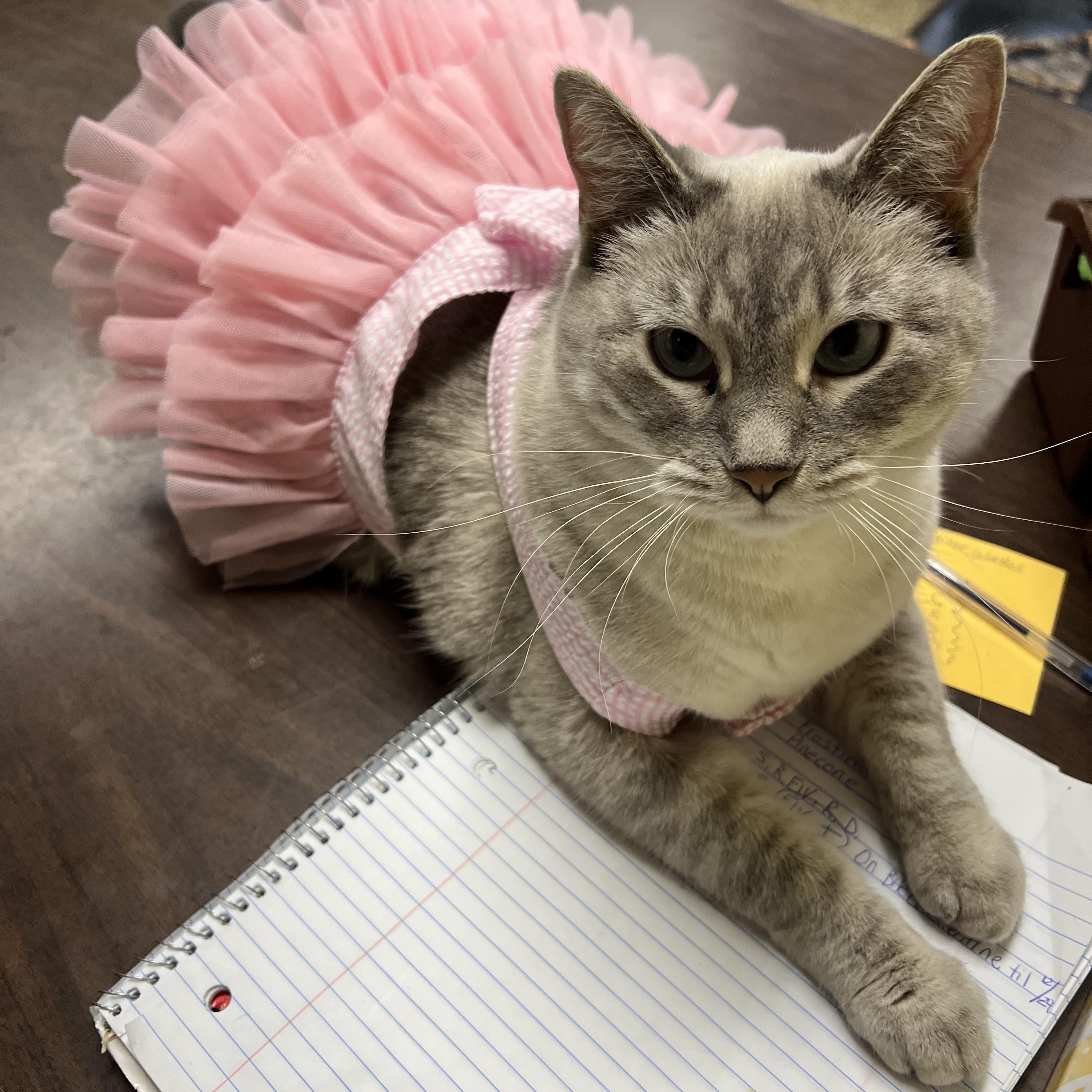 Enlarge Sarah, a Adoptable mixed breed in Fairmont, MN image 4/6