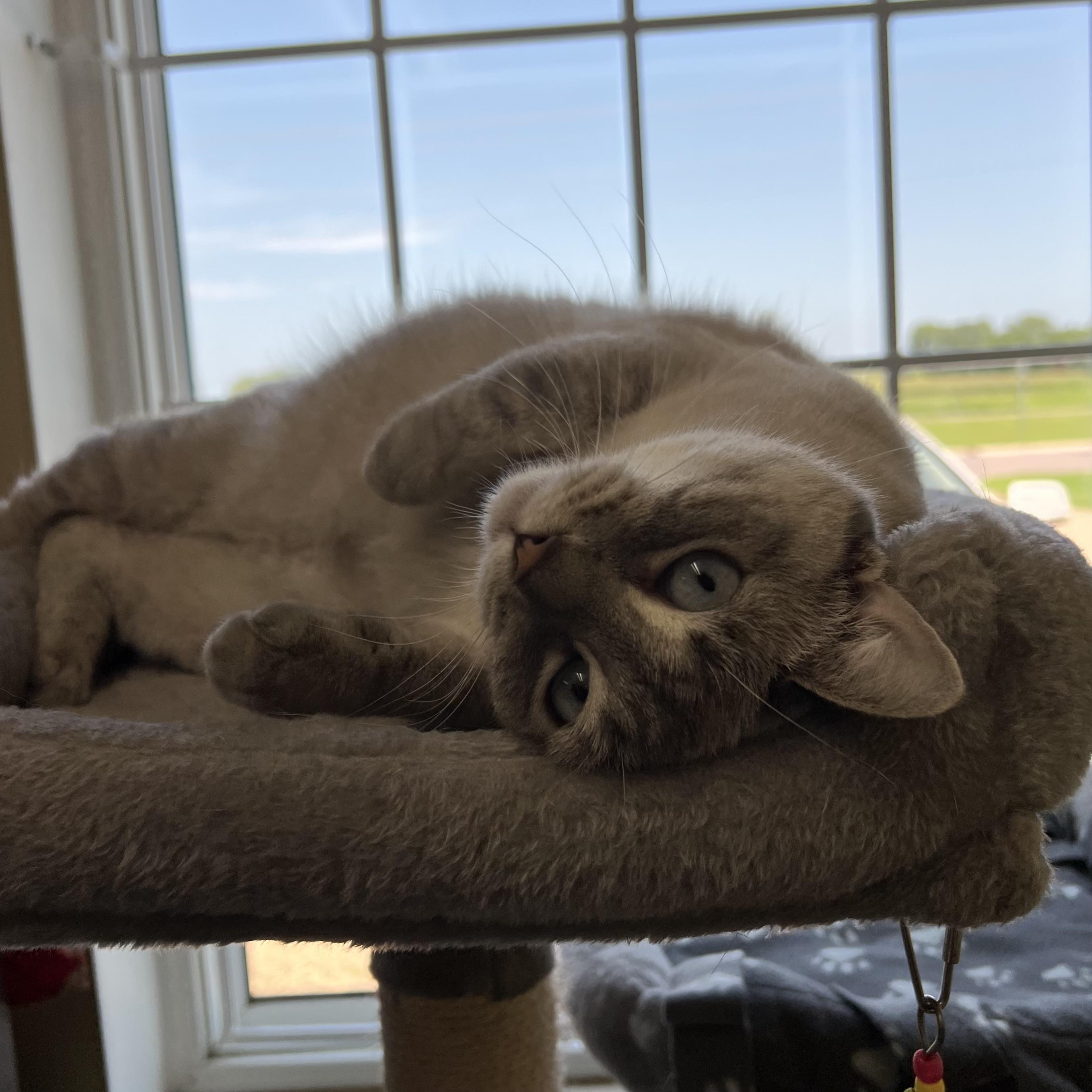 Sarah, a Adoptable mixed breed in Fairmont, MN image 5/6