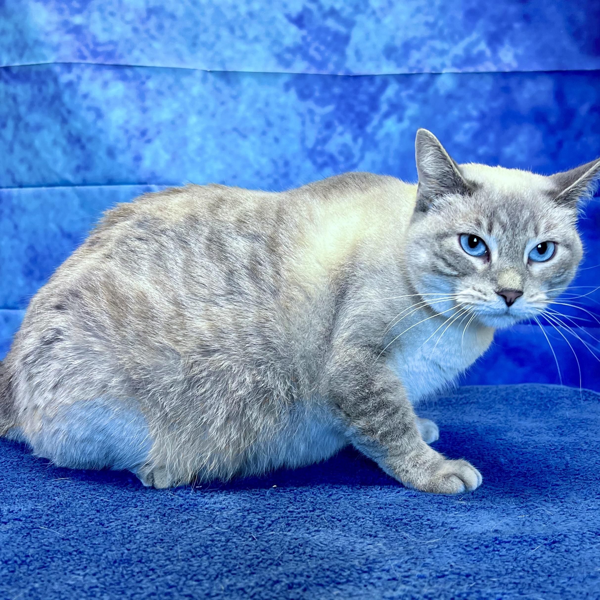 Sarah **NO FEE** (Sponsored by Figueroa’s Construction)