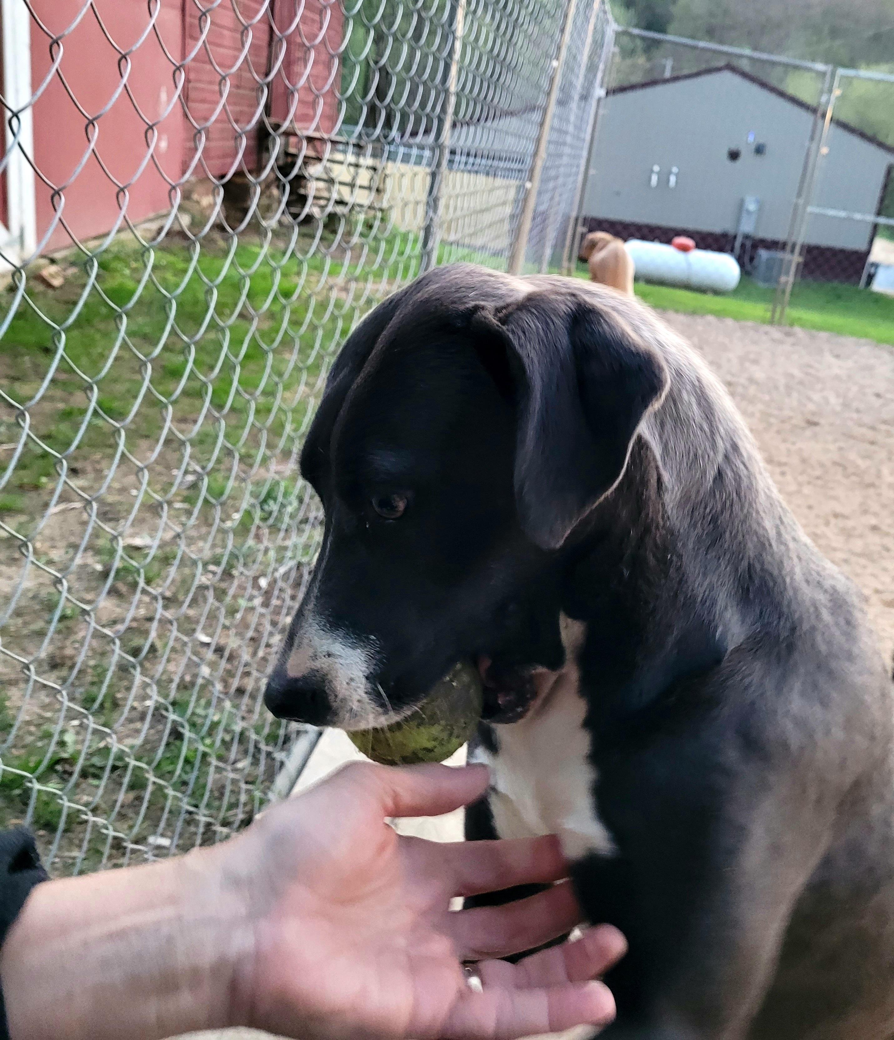 Enlarge Diamond (COURTESY POSTING), a Adoptable mixed breed in Sparta, WI image 3/6