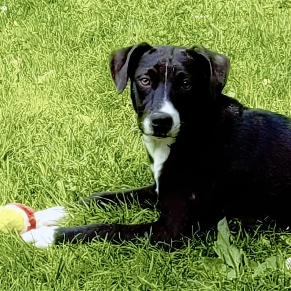 Diamond (COURTESY POSTING), Adoptable, Adult Female American Staffordshire Terrier & Labrador Retriever.