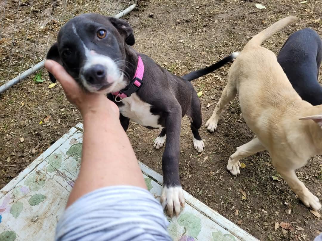 Enlarge Diamond (COURTESY POSTING), a Adoptable mixed breed in Sparta, WI image 4/6