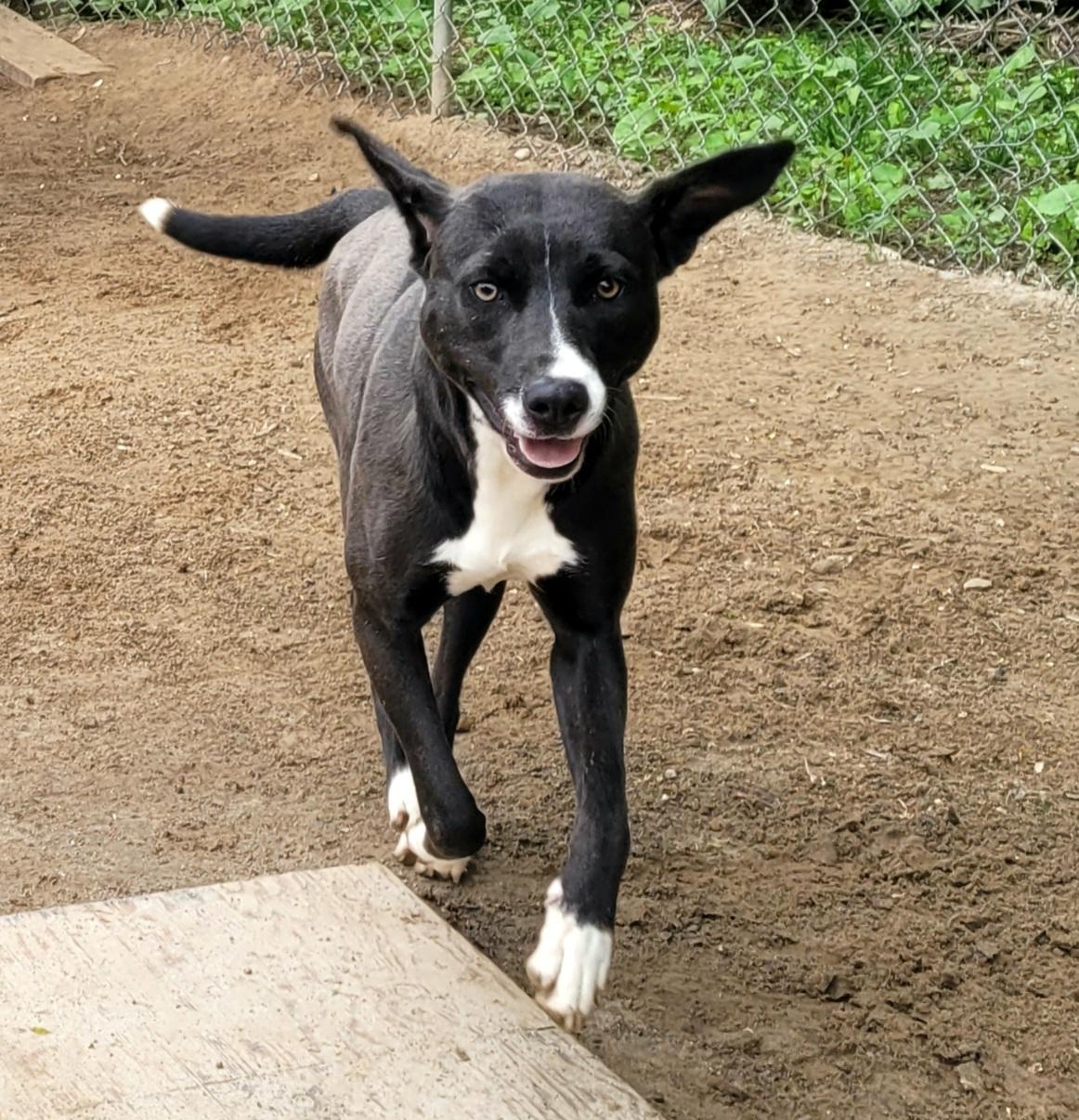 Enlarge Diamond (COURTESY POSTING), a Adoptable mixed breed in Sparta, WI image 5/6