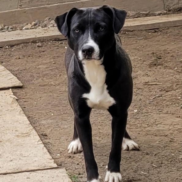 Enlarge Diamond (COURTESY POSTING), a Adoptable mixed breed in Sparta, WI image 2/6