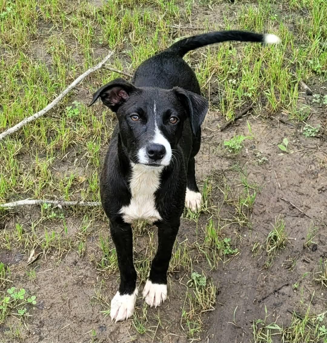 Enlarge Diamond (COURTESY POSTING), a Adoptable mixed breed in Sparta, WI image 6/6