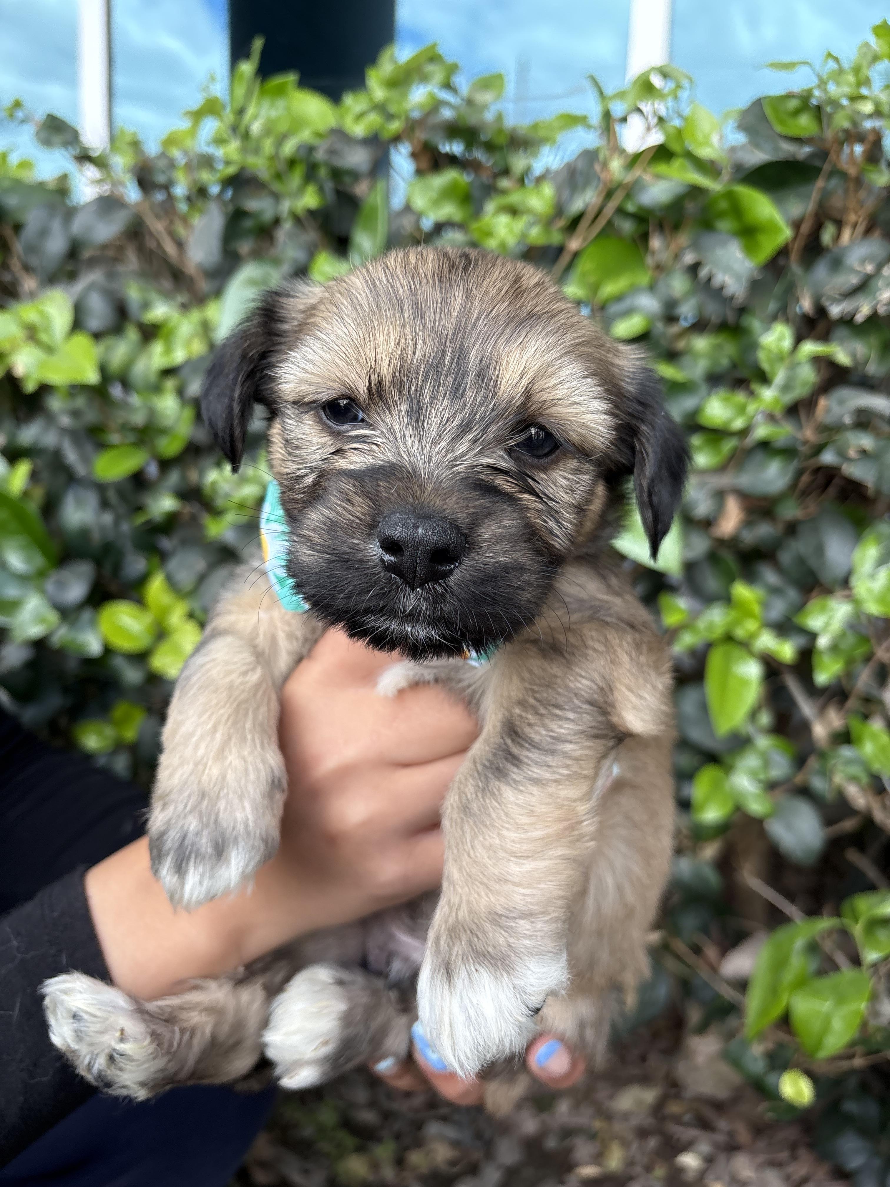 john, a Adoptable mixed breed in South El Monte, CA image 4/5