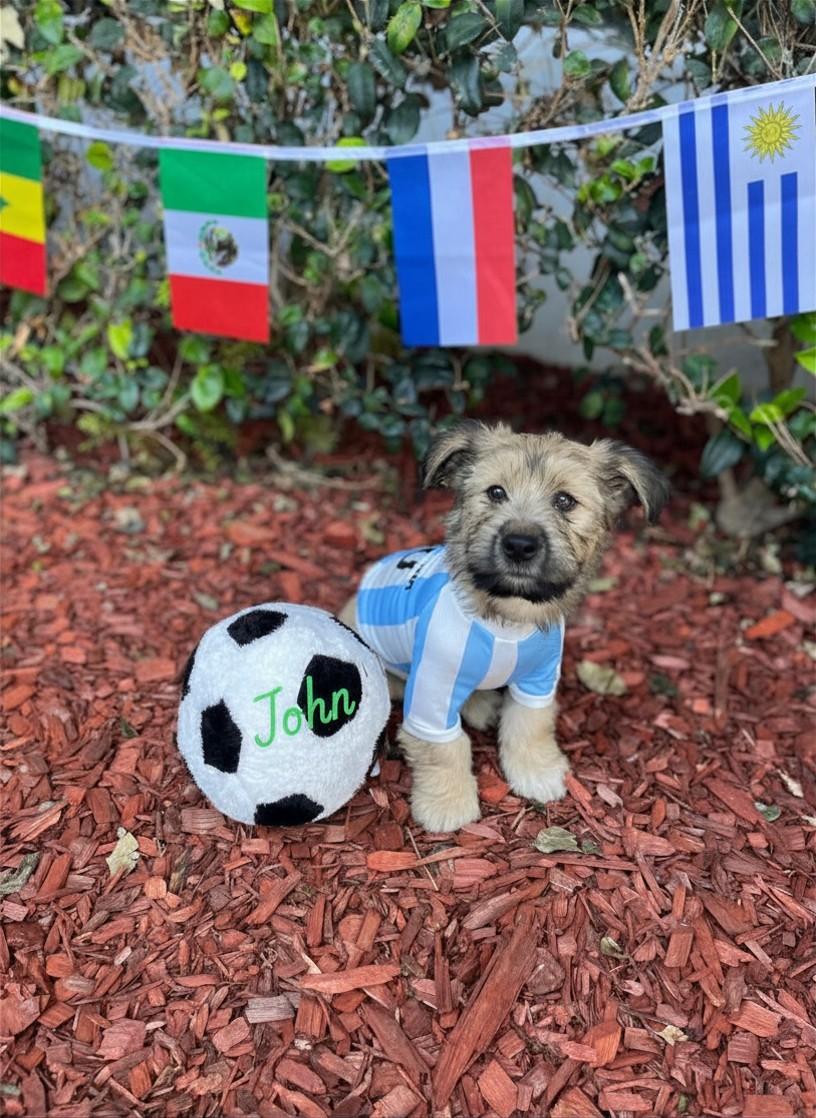 john, Adoptable, Puppy Male Poodle & German Shepherd Dog.