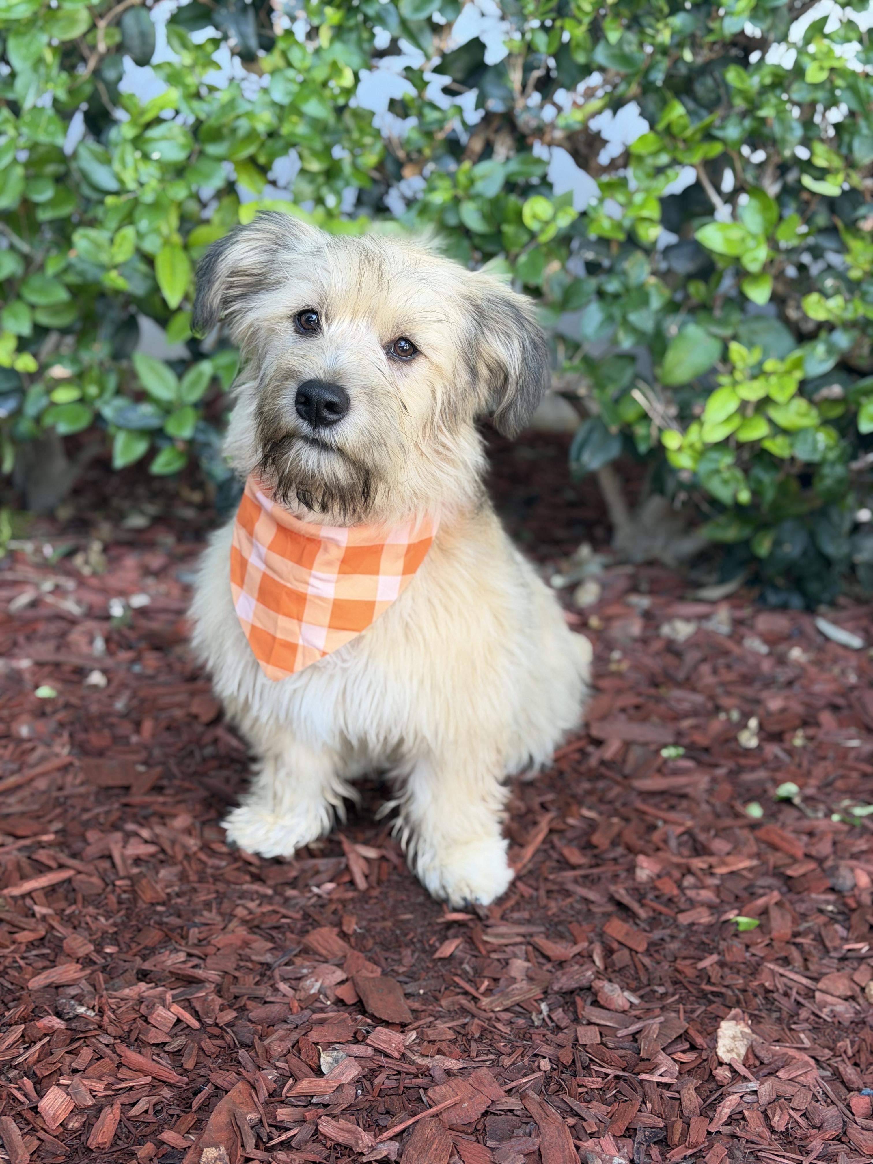 Enlarge John, a Adoptable mixed breed in South El Monte, CA image 1/6