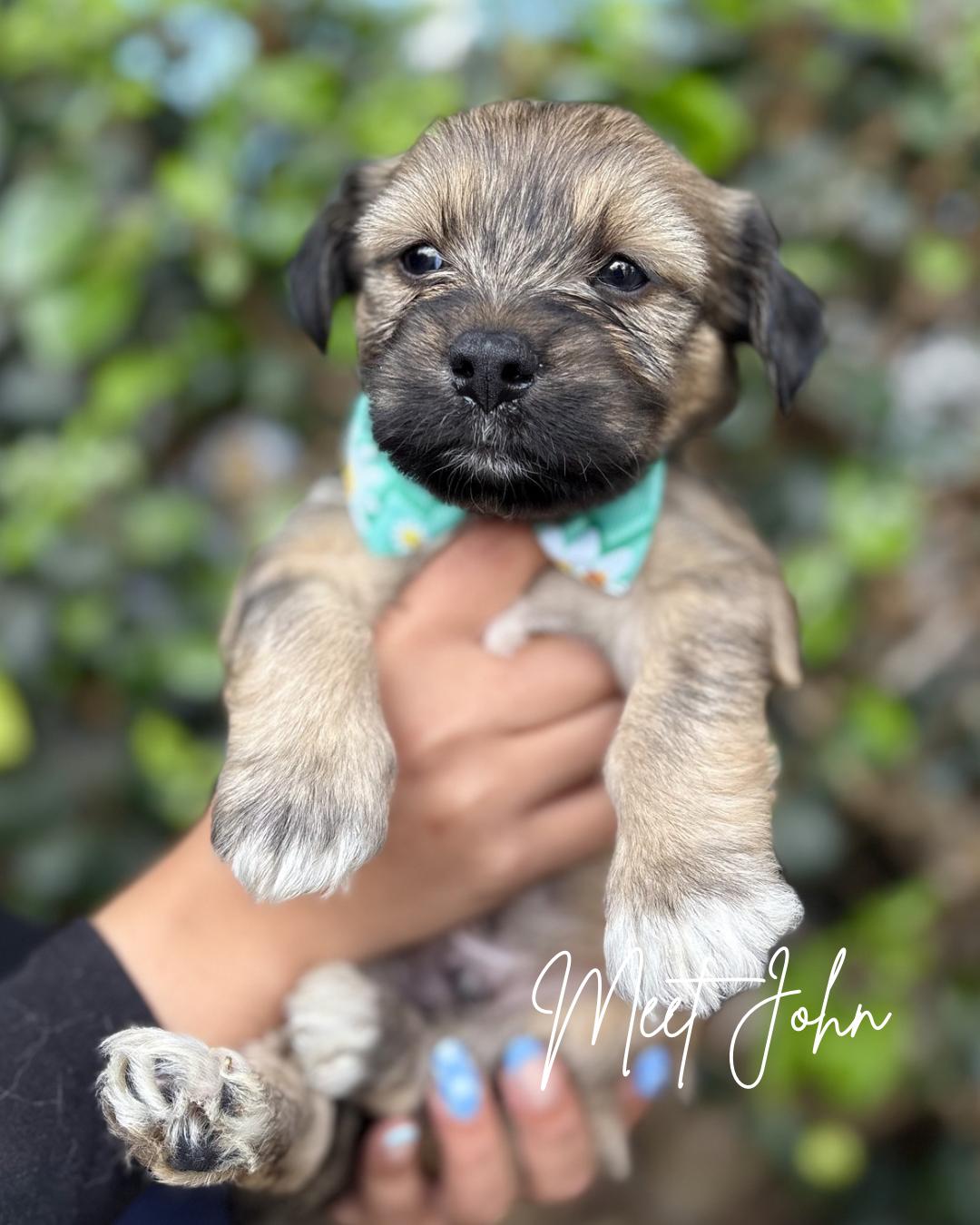 john, a Adoptable mixed breed in South El Monte, CA image 1/5