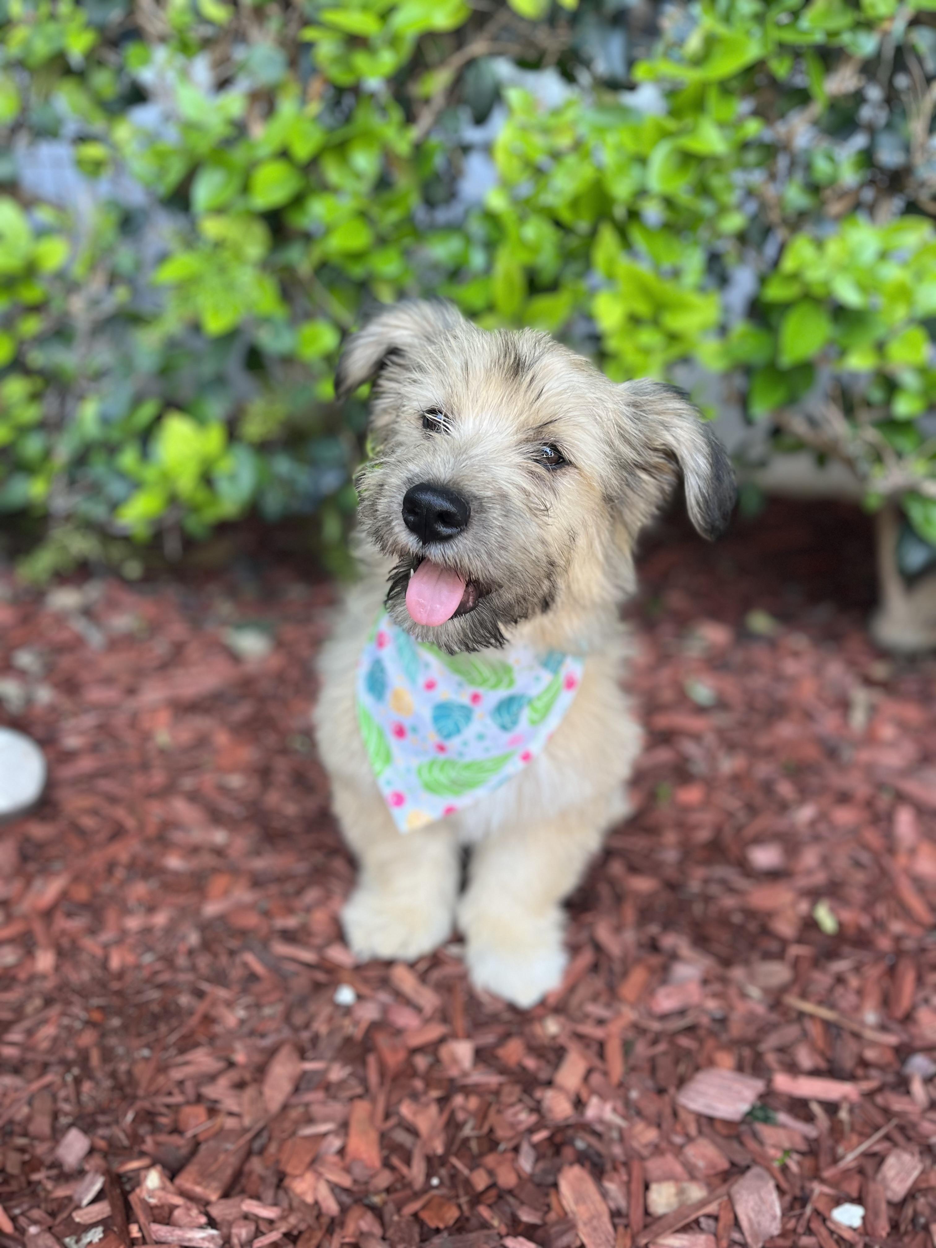 John, a Adoptable mixed breed in South El Monte, CA image 1/6