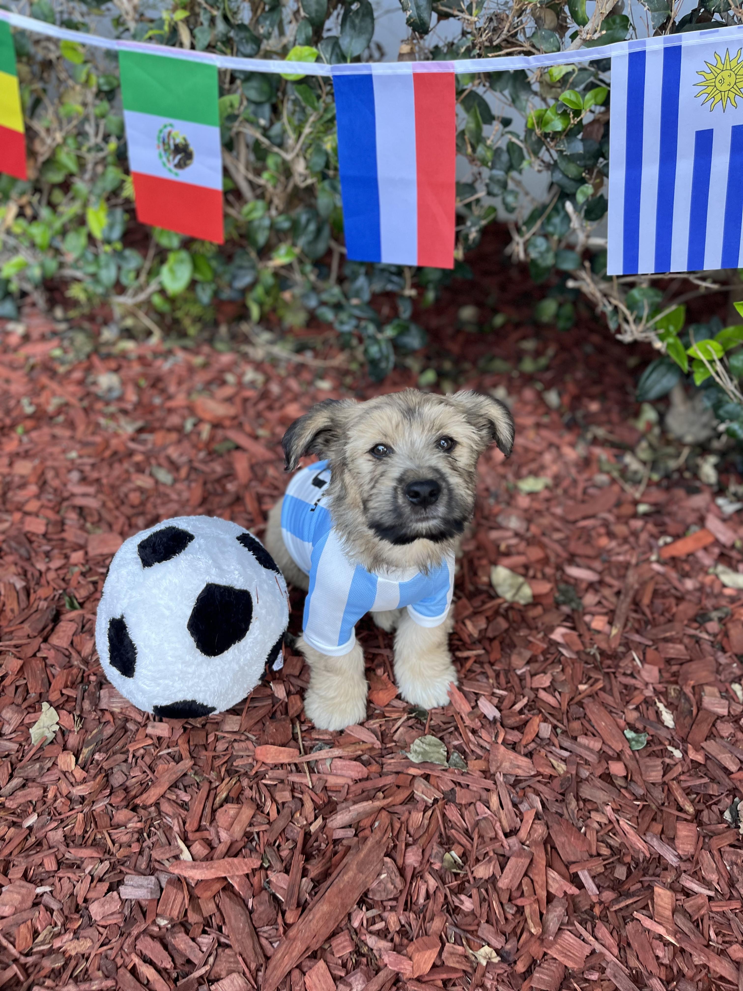 Enlarge John, a Adoptable mixed breed in South El Monte, CA image 2/6