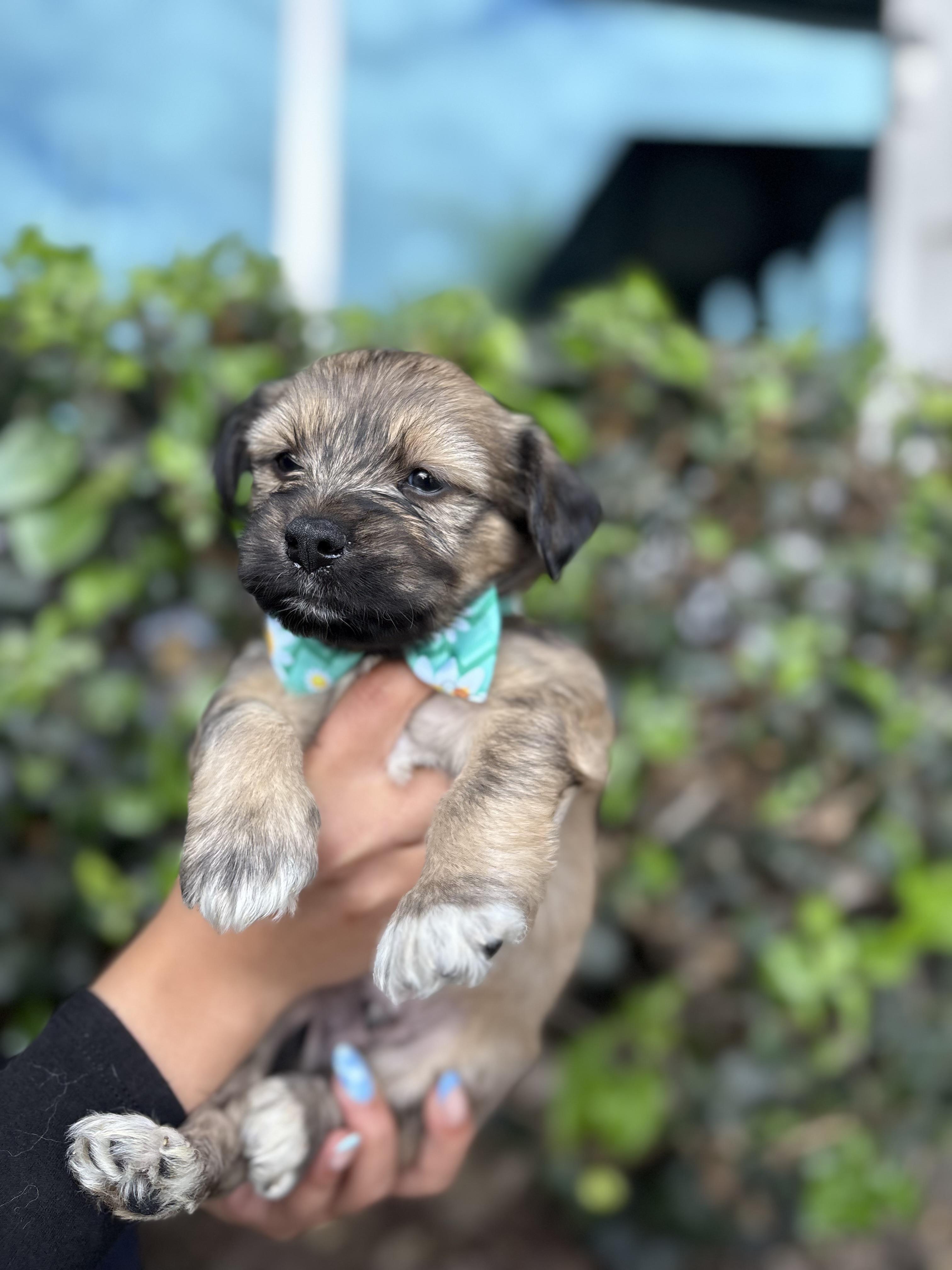 john, a Adoptable mixed breed in South El Monte, CA image 2/5