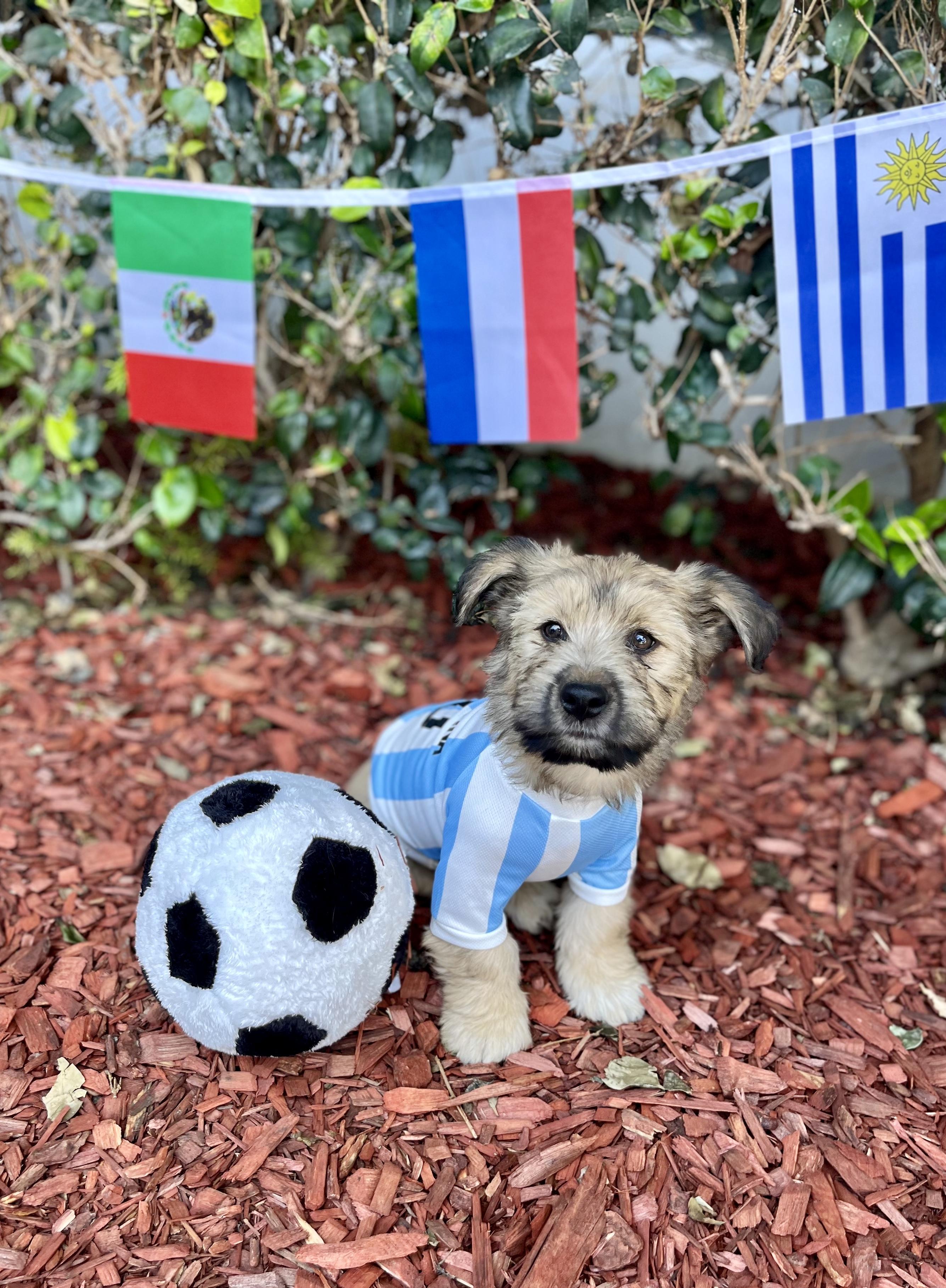 john, a Adoptable mixed breed in South El Monte, CA image 5/5