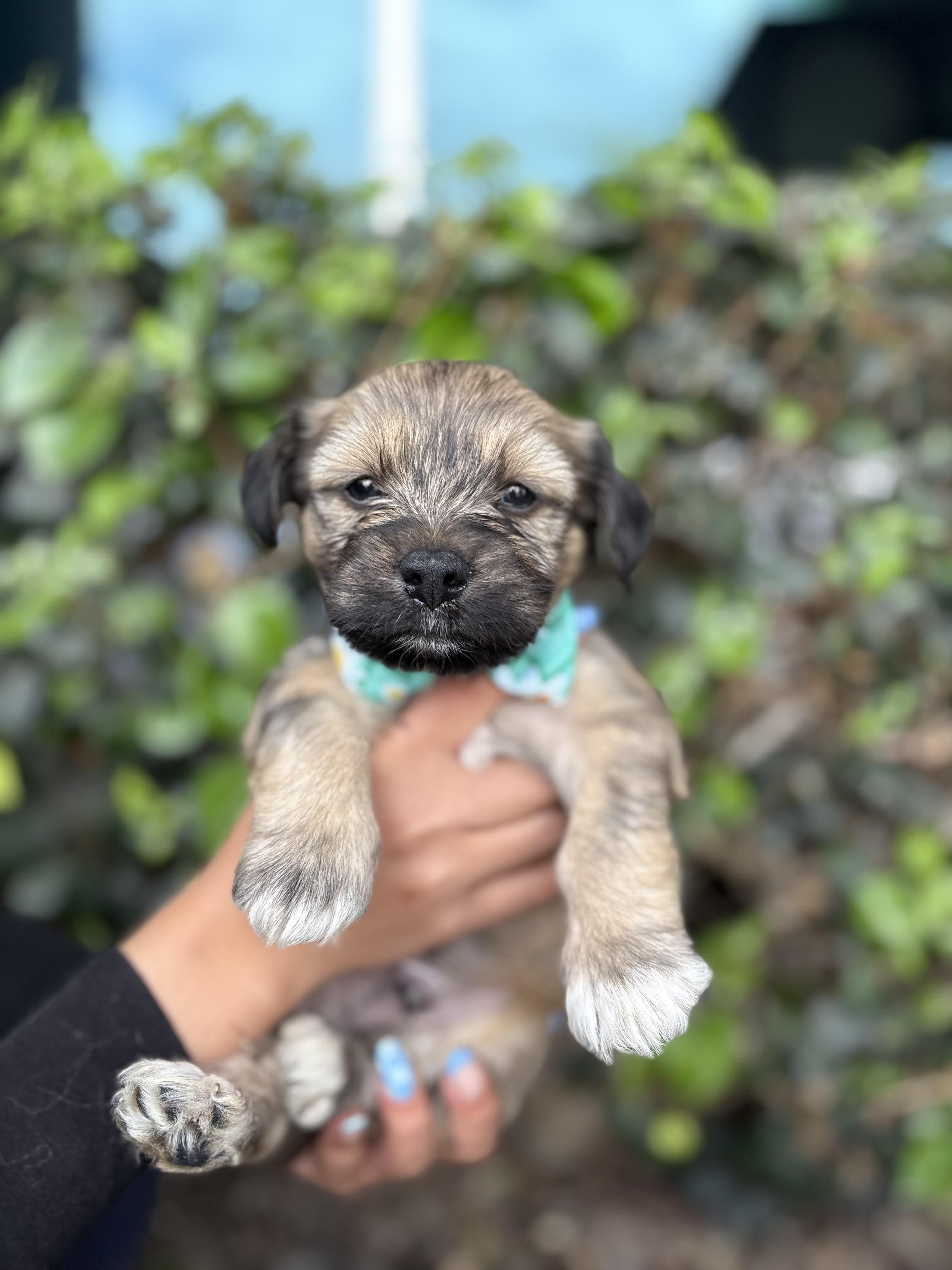 john, a Adoptable mixed breed in South El Monte, CA image 3/5